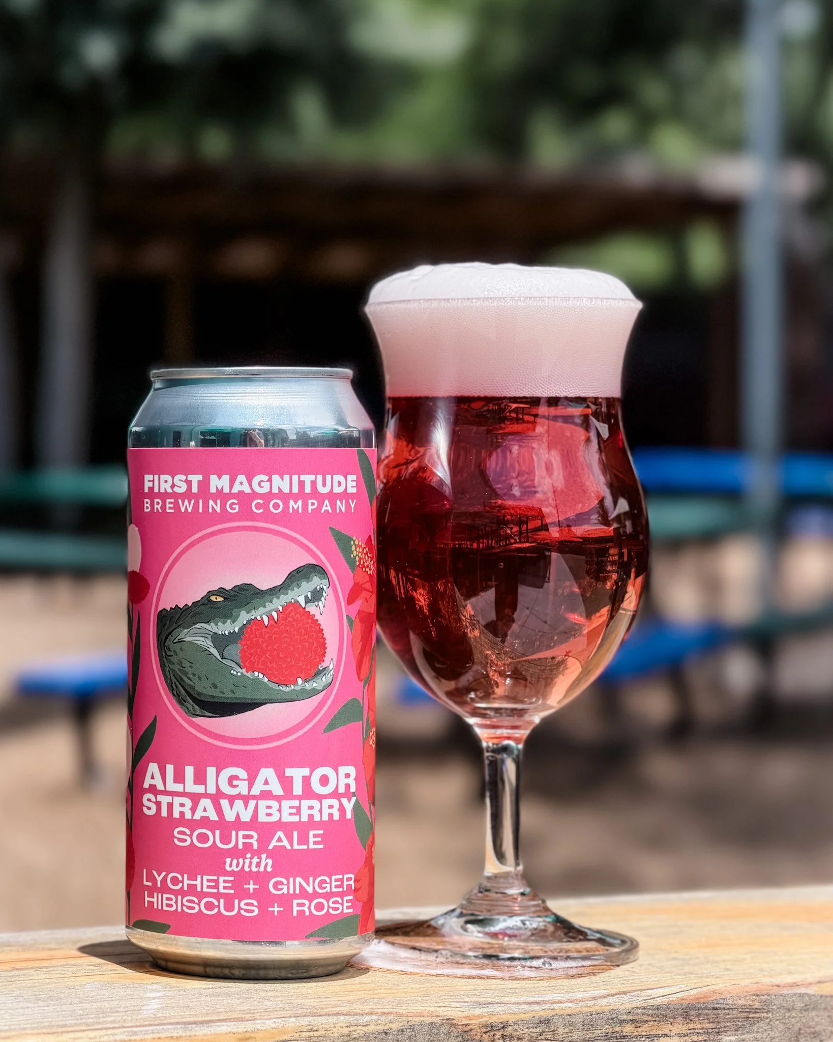 A can of First Magnitude Brewing Company's Alligator Strawberry Sour Ale and a glass of red beer with a thick pink foam head on it, placed on a wooden surface outdoors with a blurred green and brown background.