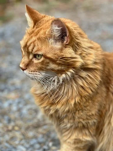 Shallow Depth of Field