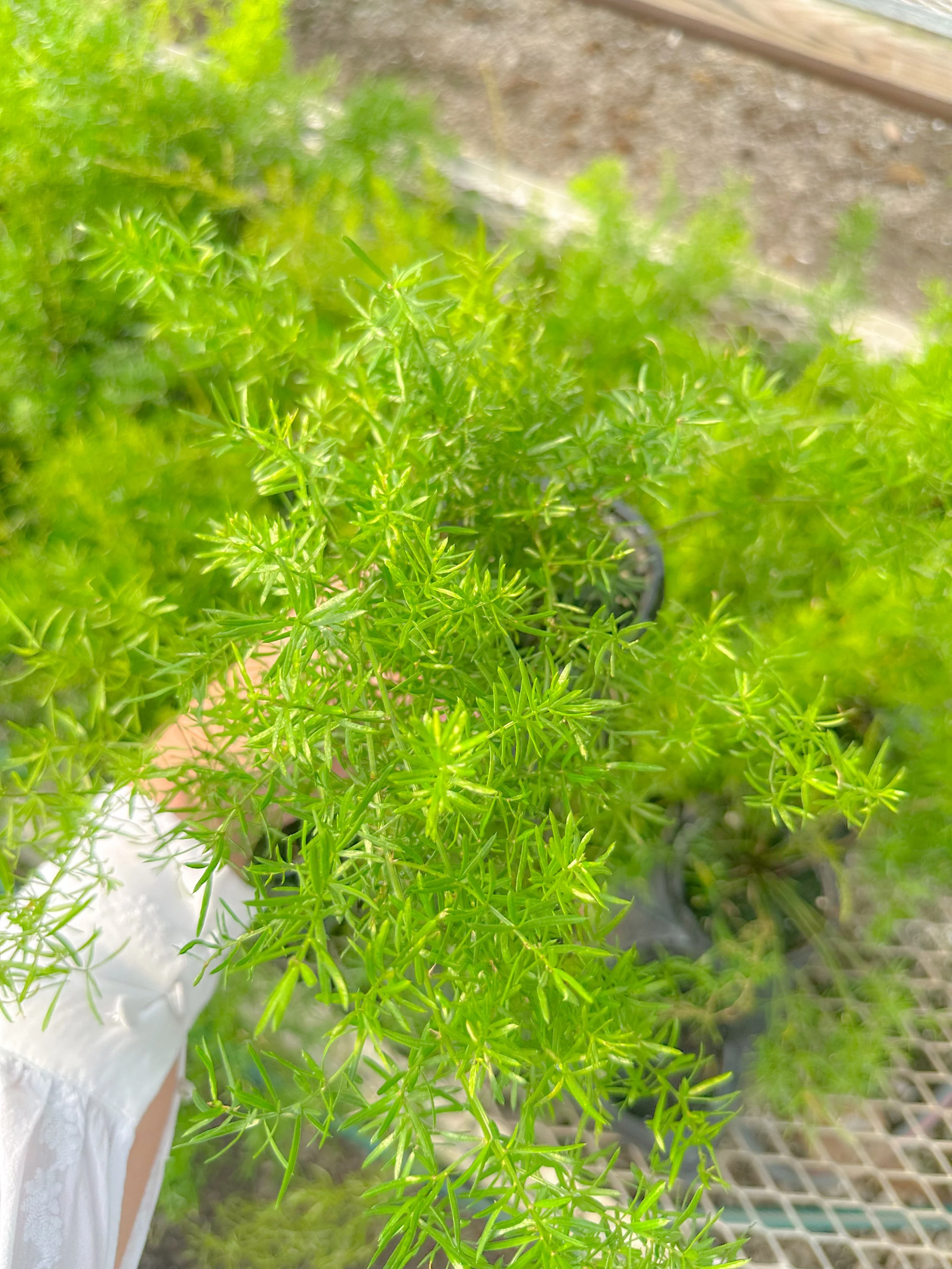 Asparagus Fern
