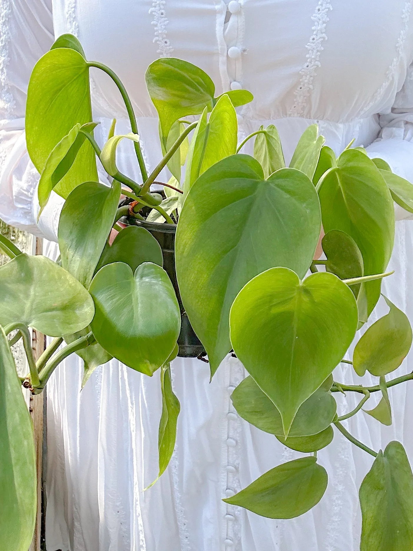 Heartleaf Philodendron