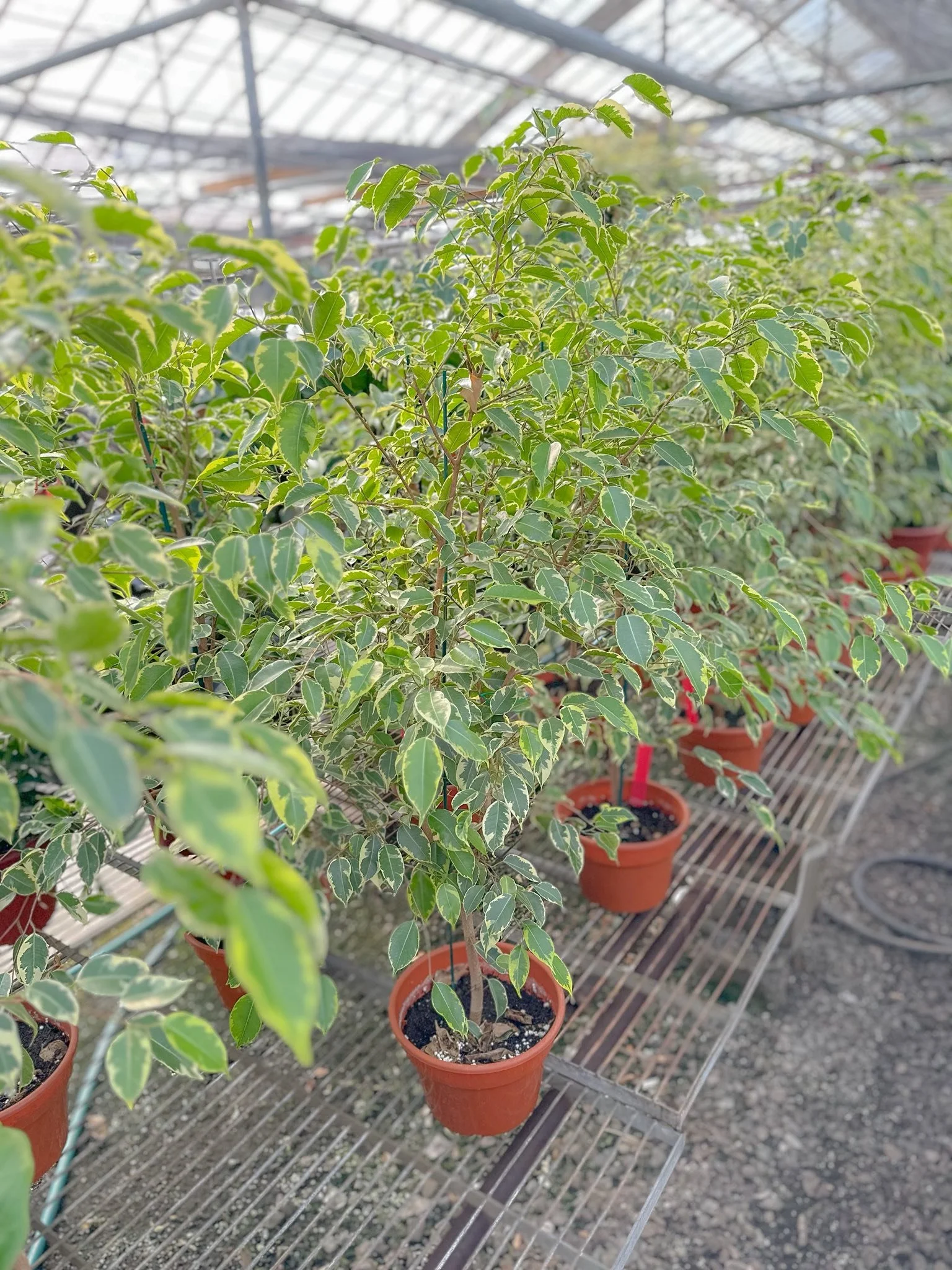 Variegated Weeping Fig Trees