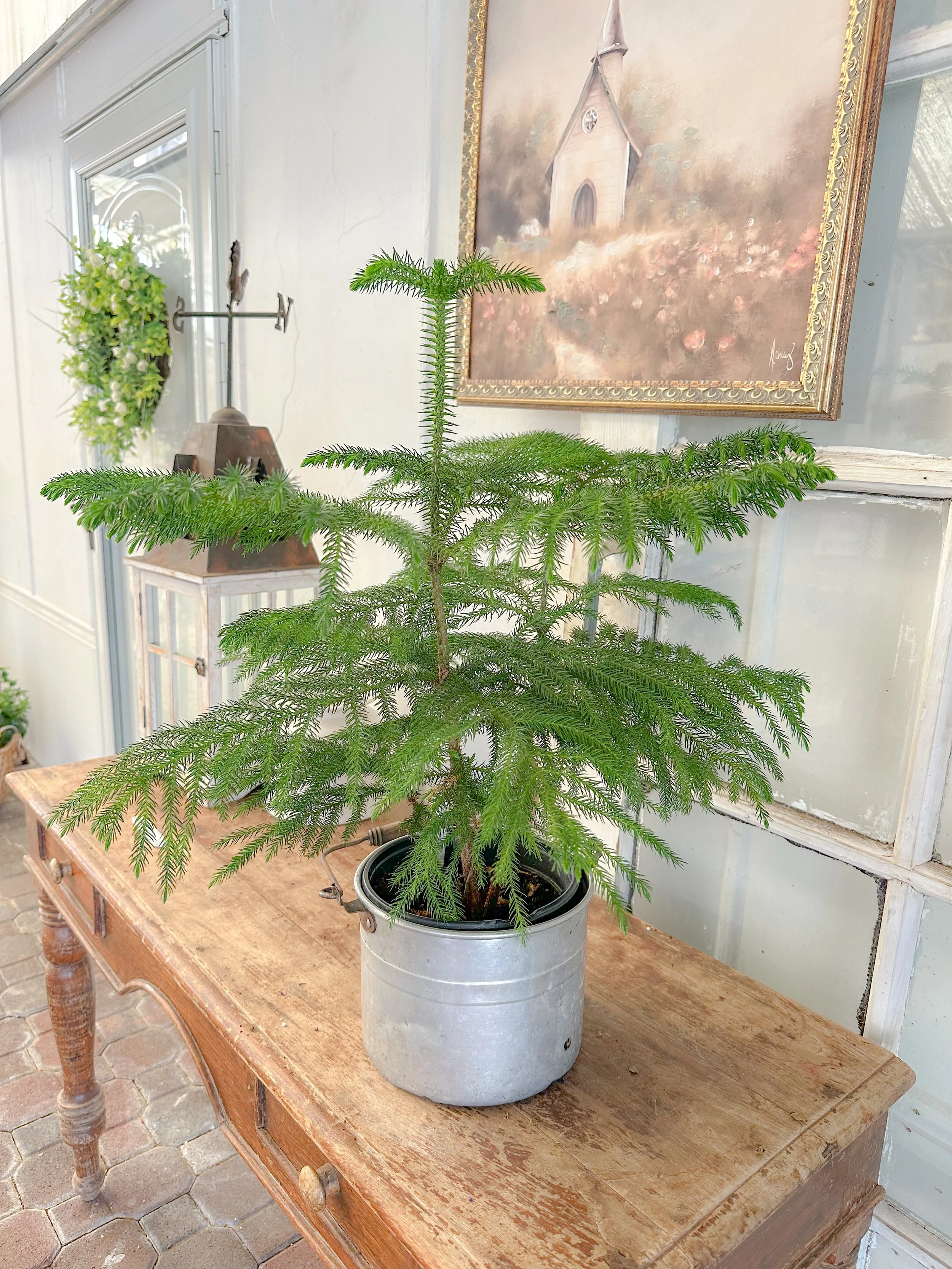 Norfolk Island Pine in Vintage Galvanized Pail