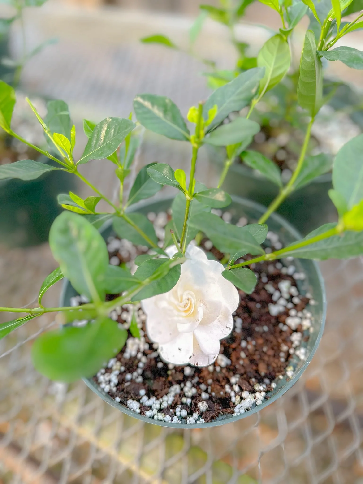 Gardenia (White Bloom)