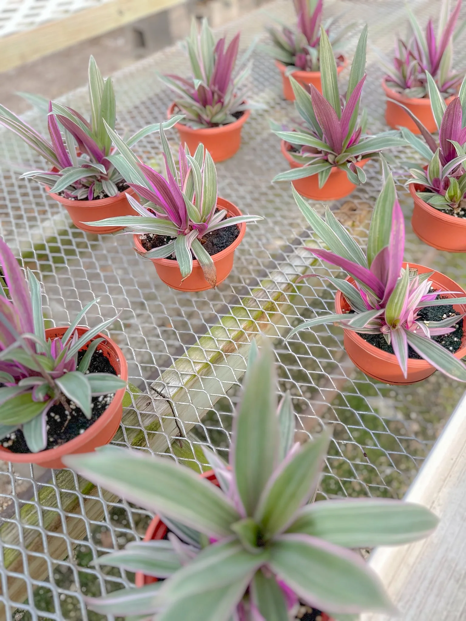 Tradescantia Spathacea Tricolor