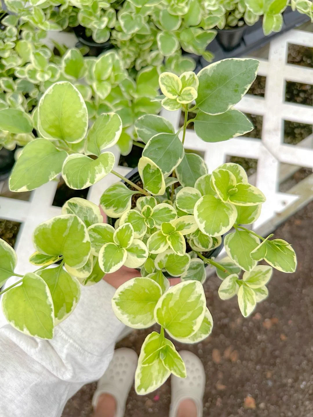 Variegated Vinca Vine