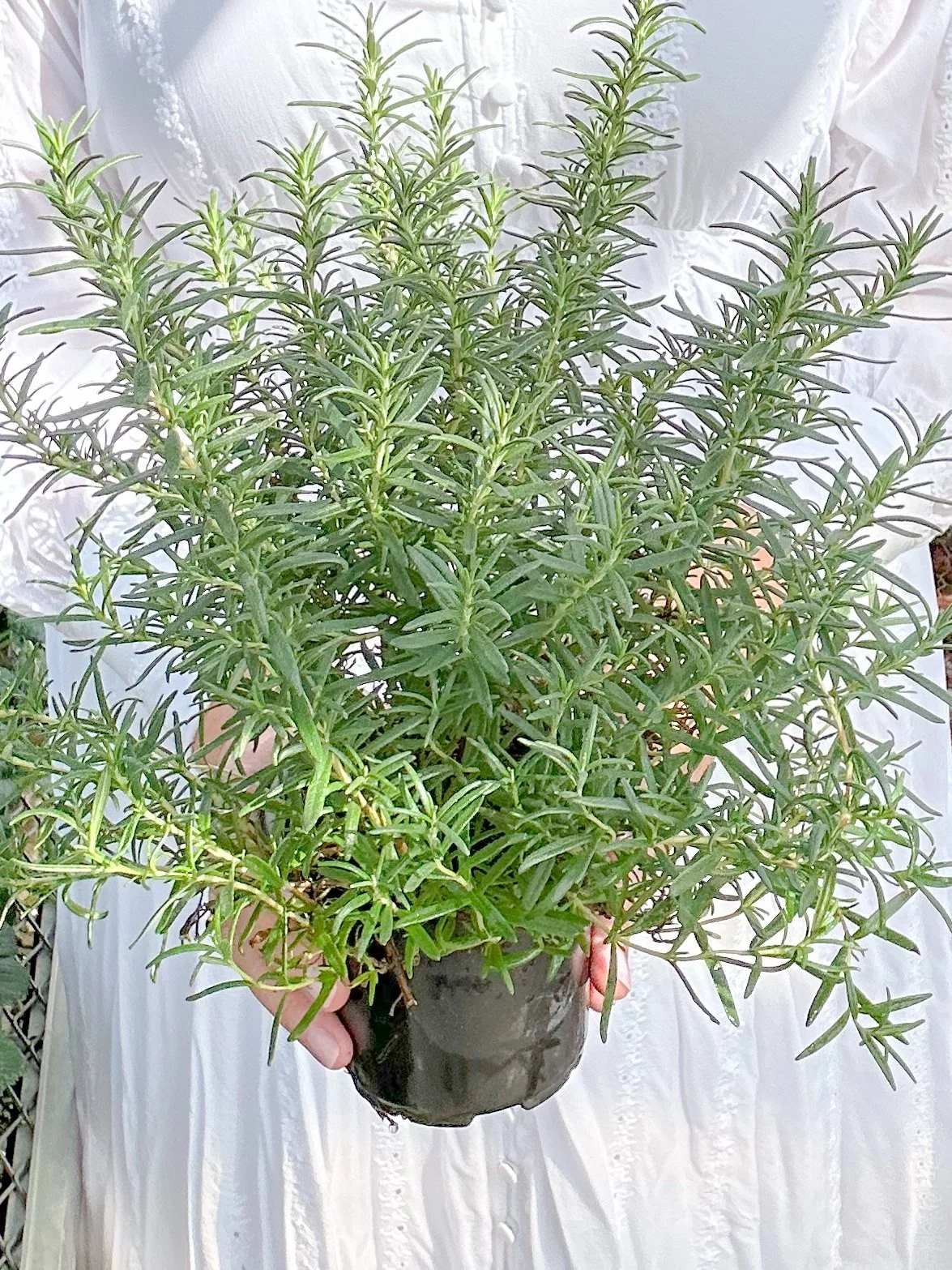 Rosemary