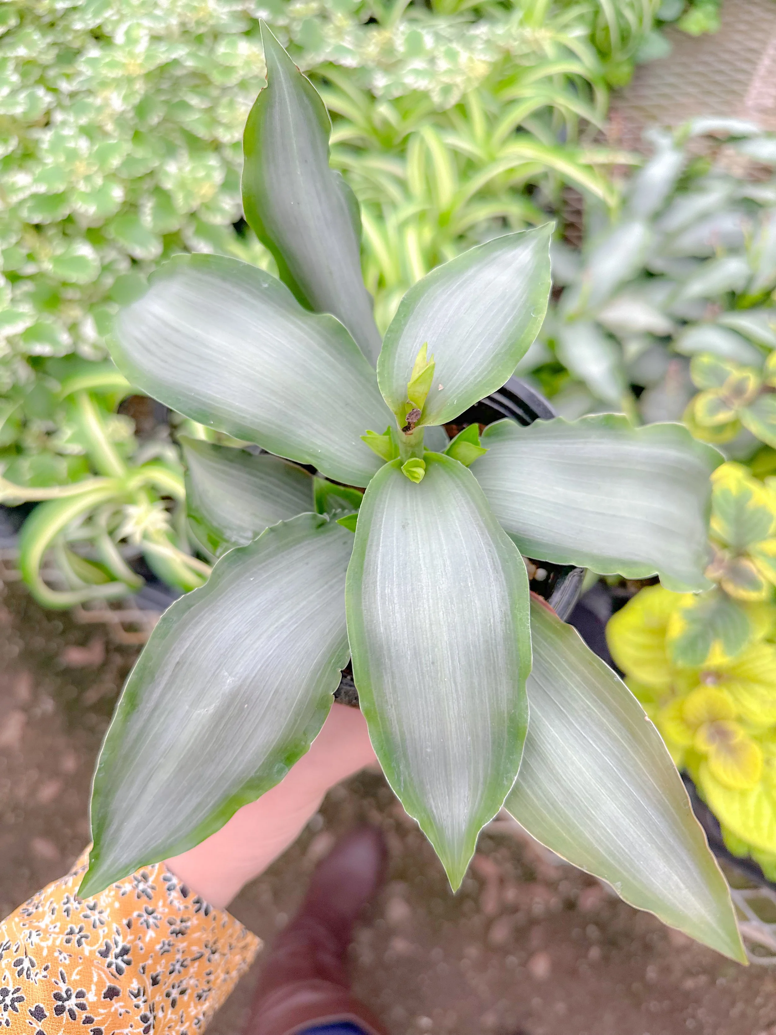 Silver Moses in the Cradle