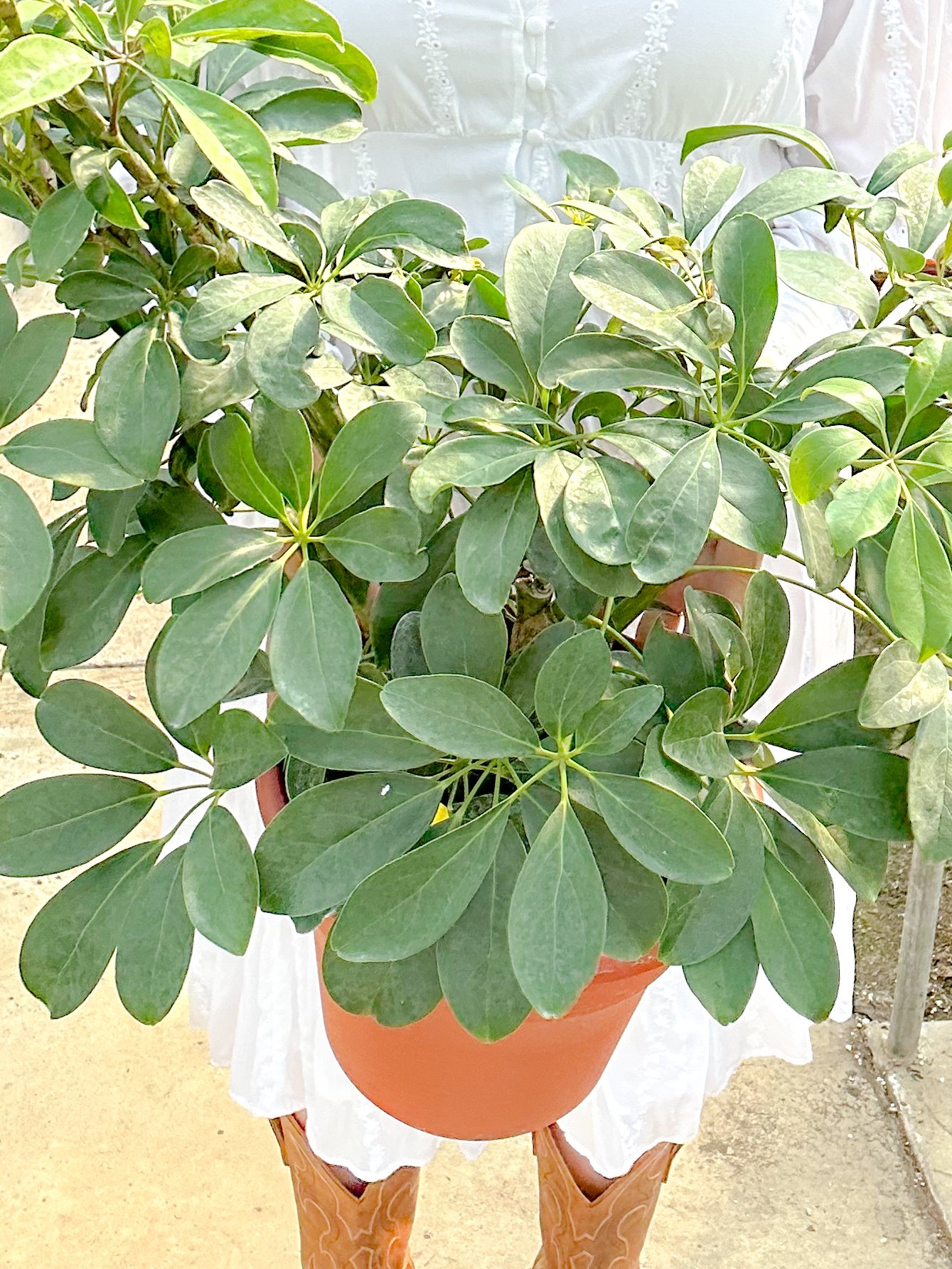 Schefflera (Umbrella Plants)