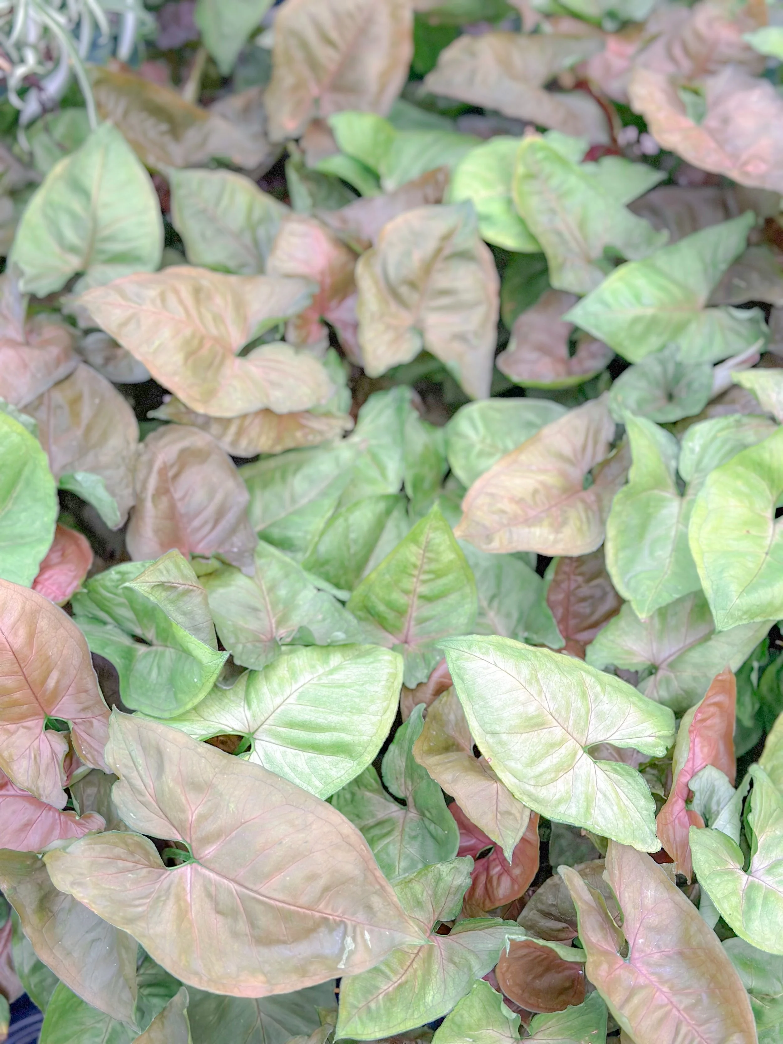 Syngonium (Arrowhead Plant)