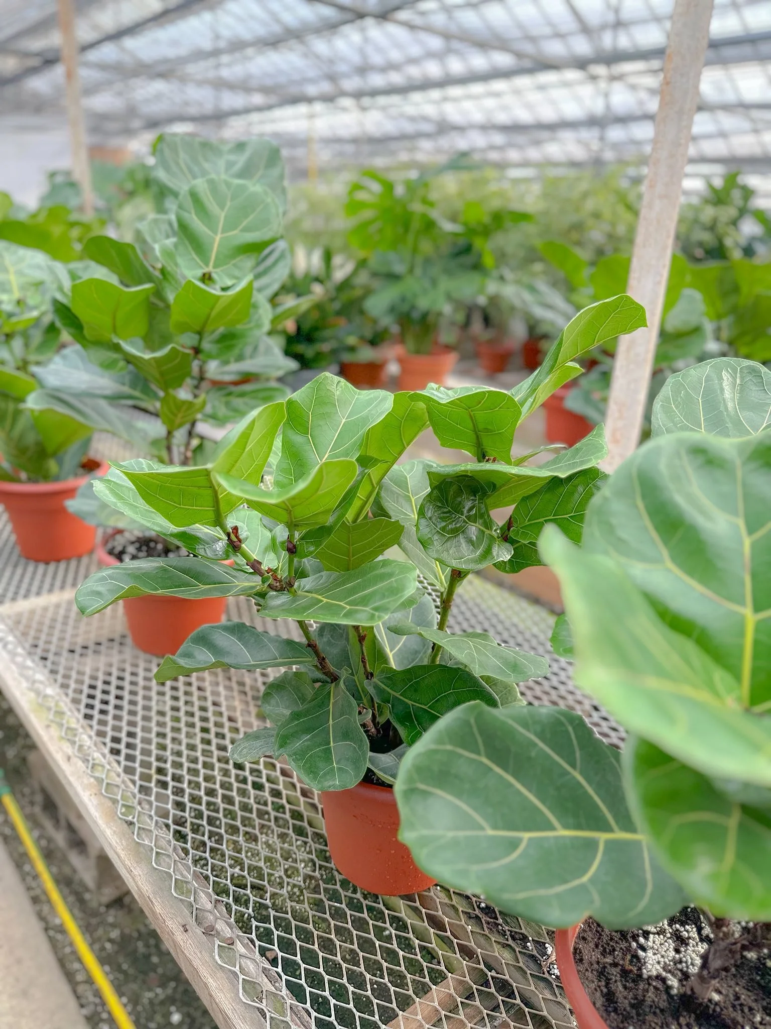 Fiddle Leaf Fig Trees