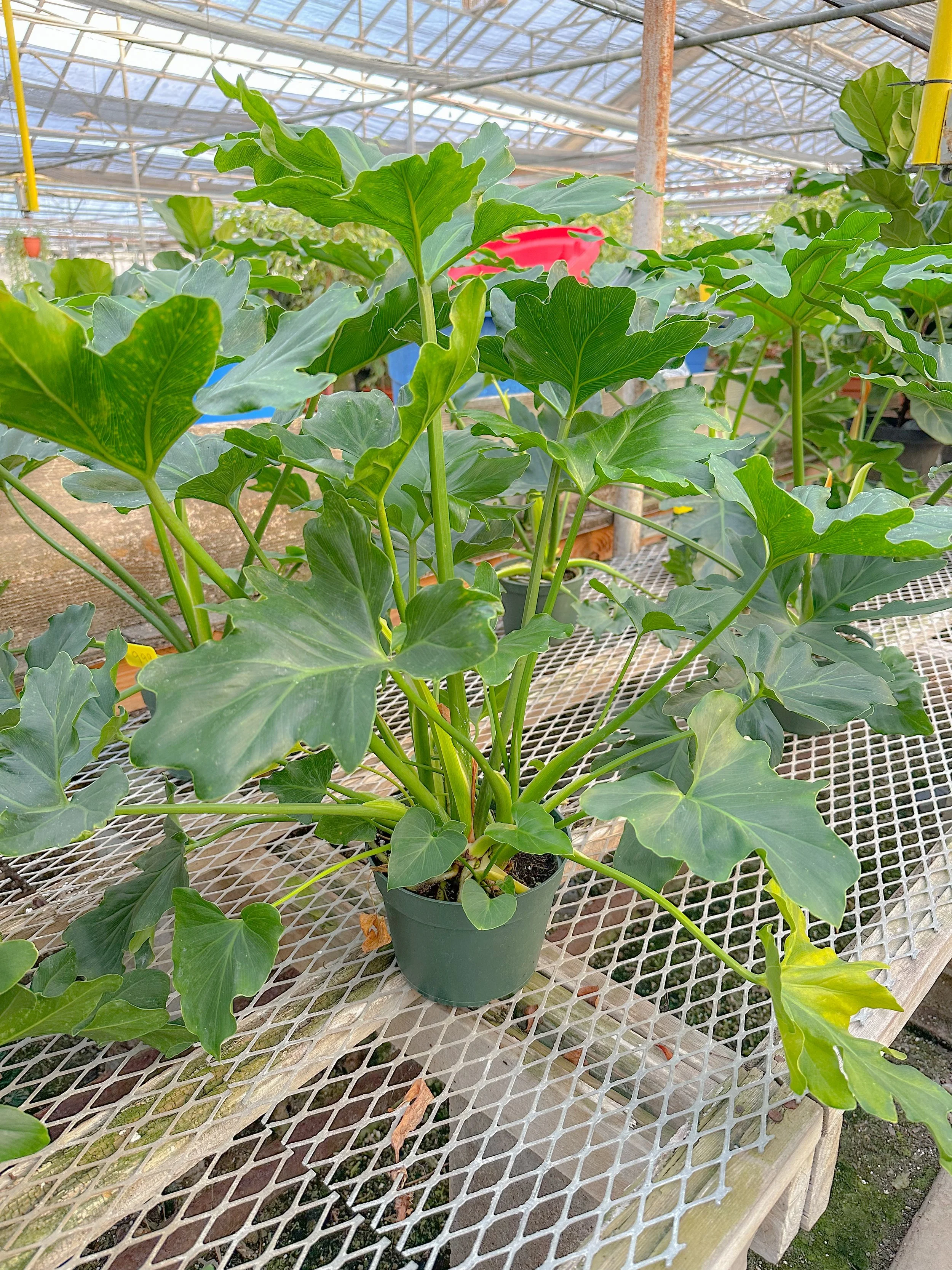 Lacy Tree Philodendron House Plants