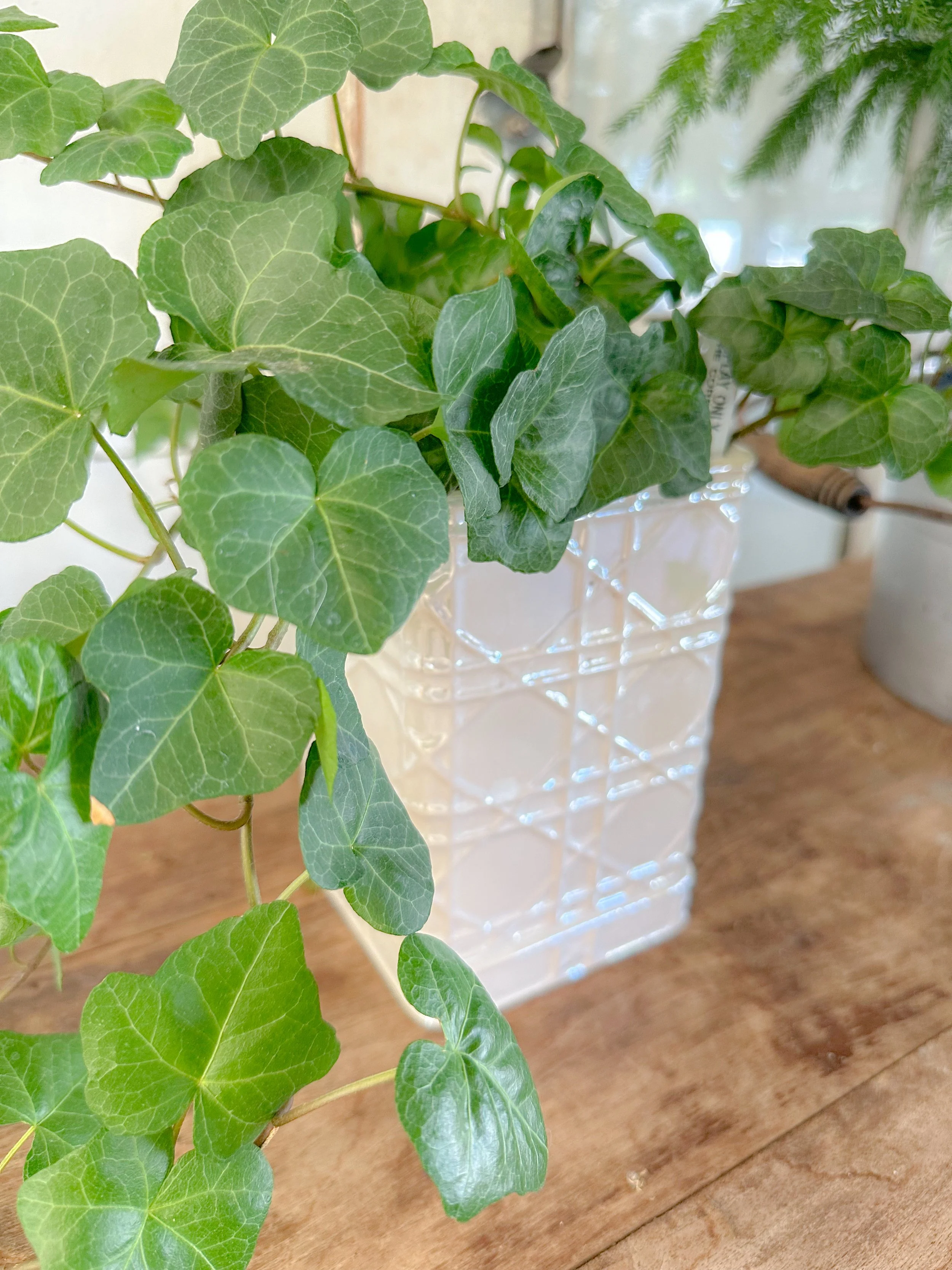 Potted Ivy in Pearl Ceramic