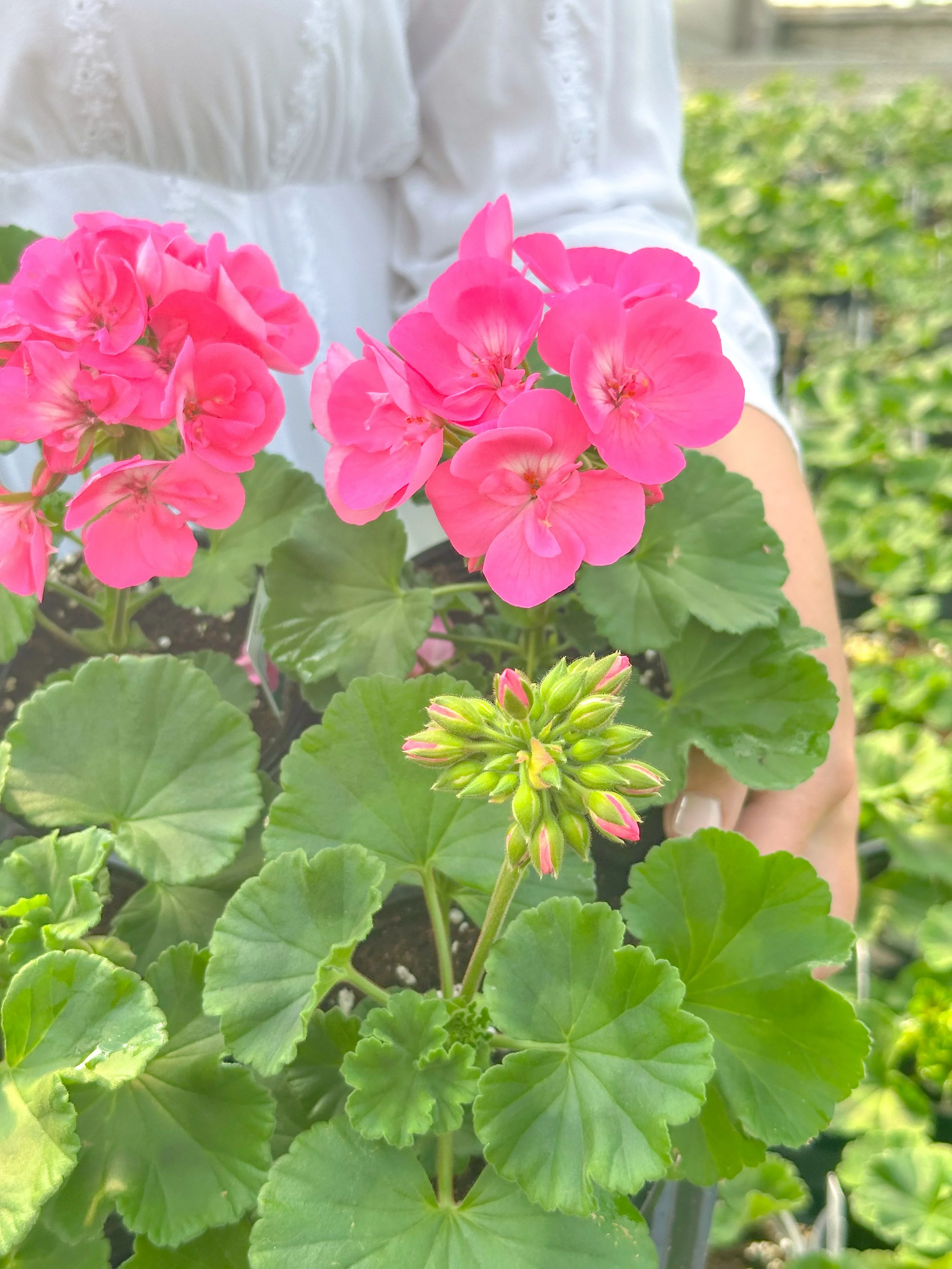 Geraniums