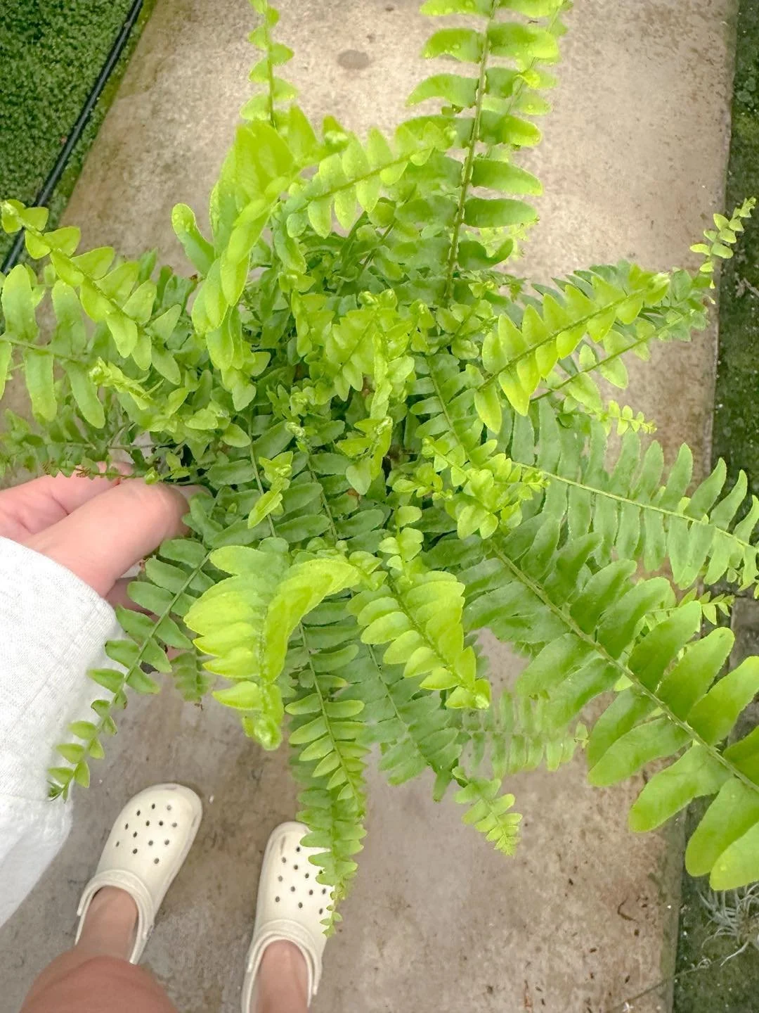 Boston Fern