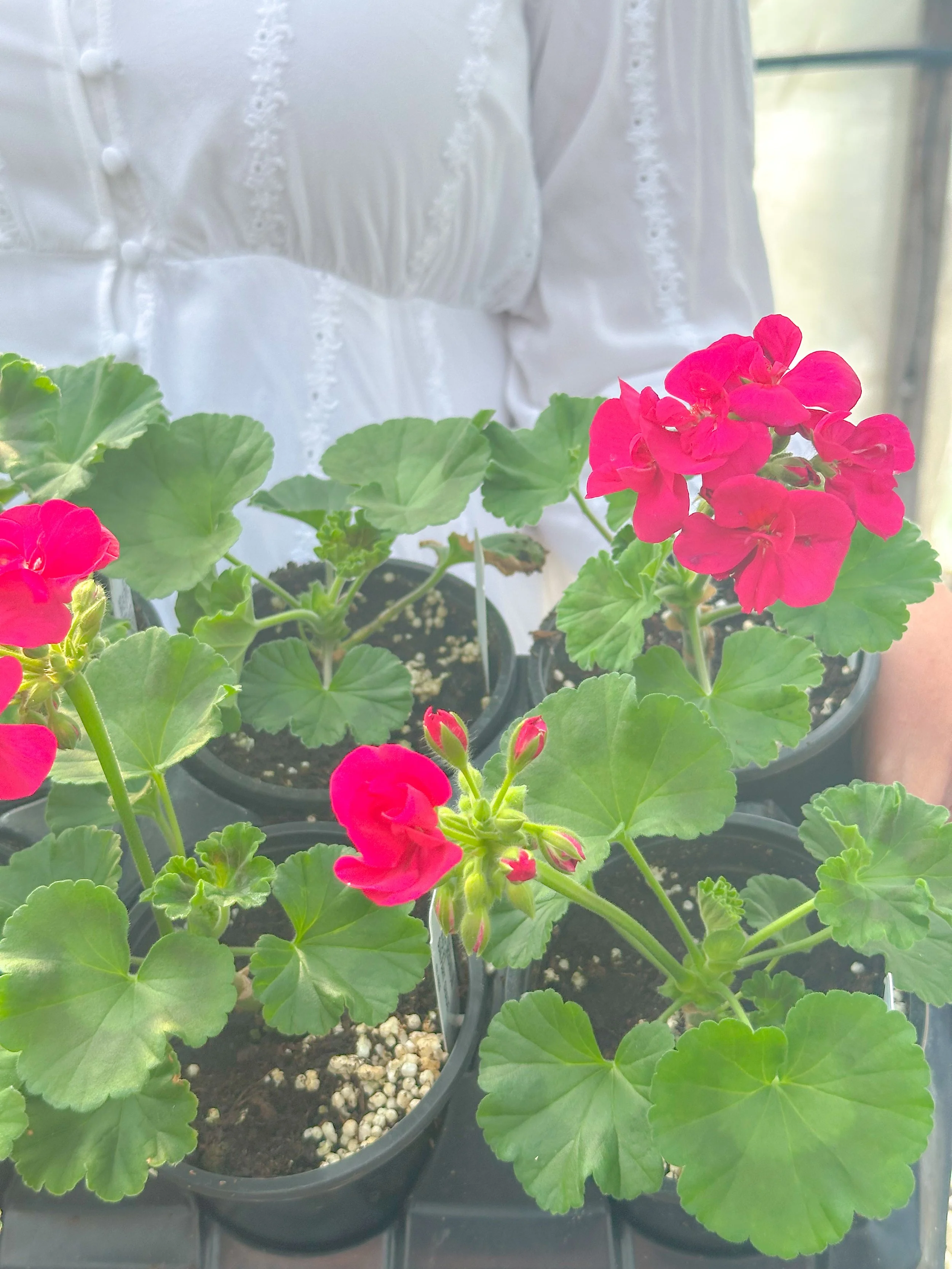 Geraniums