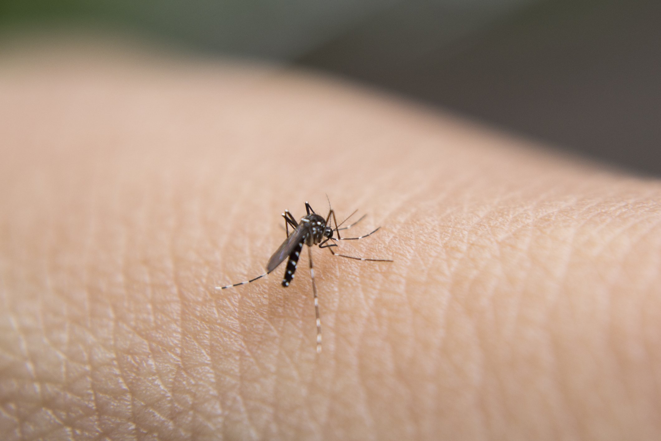 Zika virus: information and advice