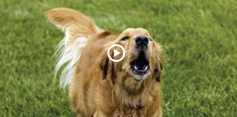 what jesus means by not casting your pearls before the dogs
