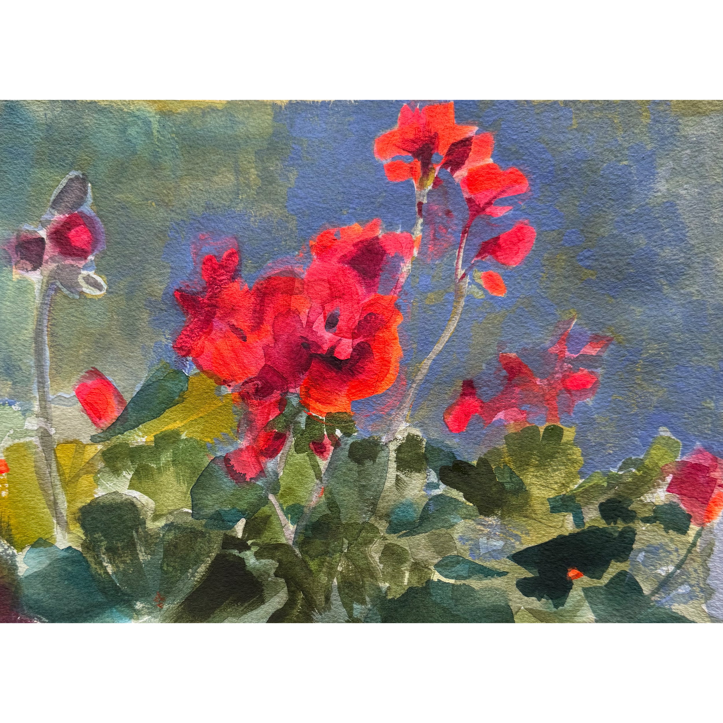 Hotel Window Geraniums