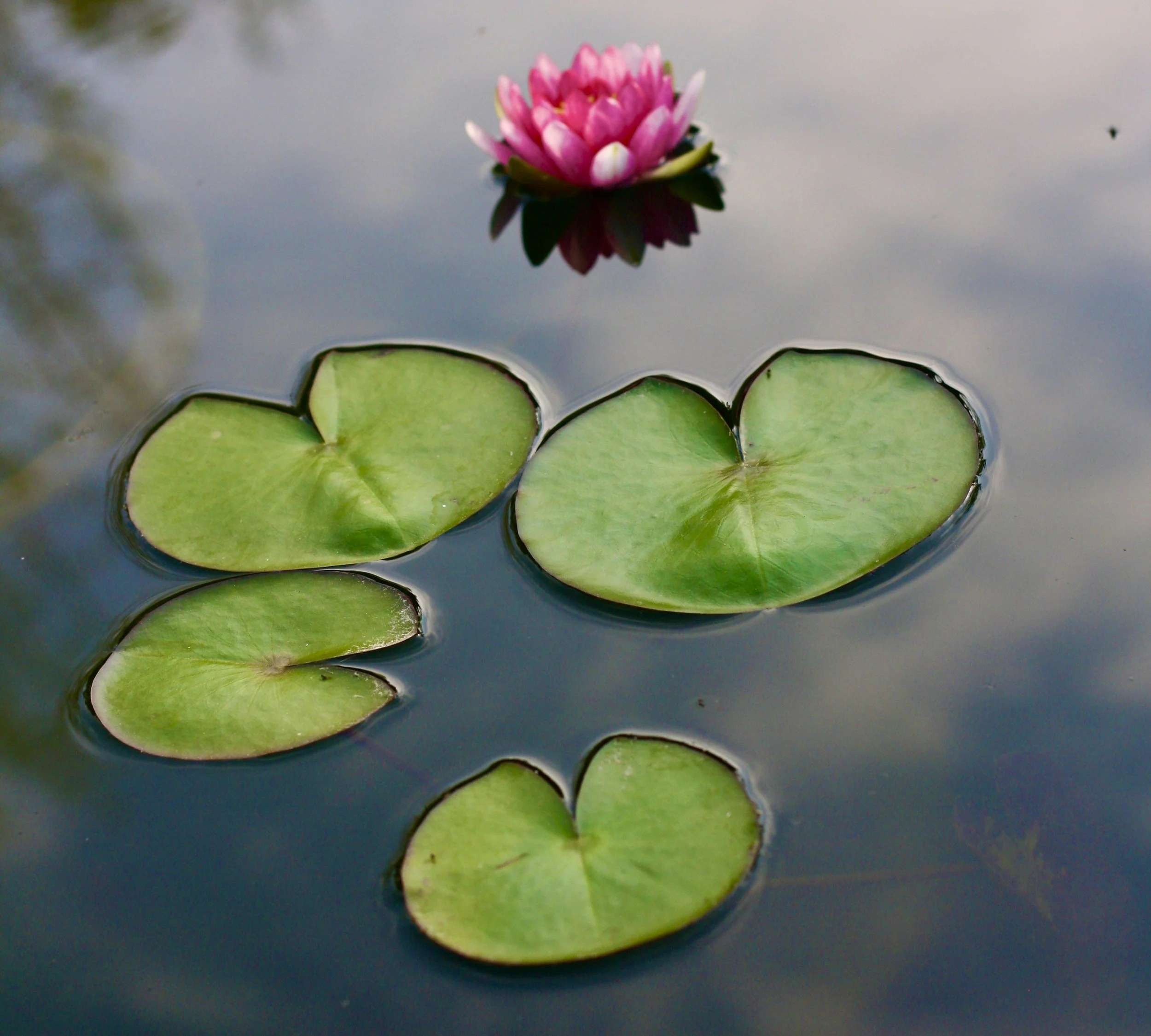 Pink water lily flower floating on water with several green lily pads around it.