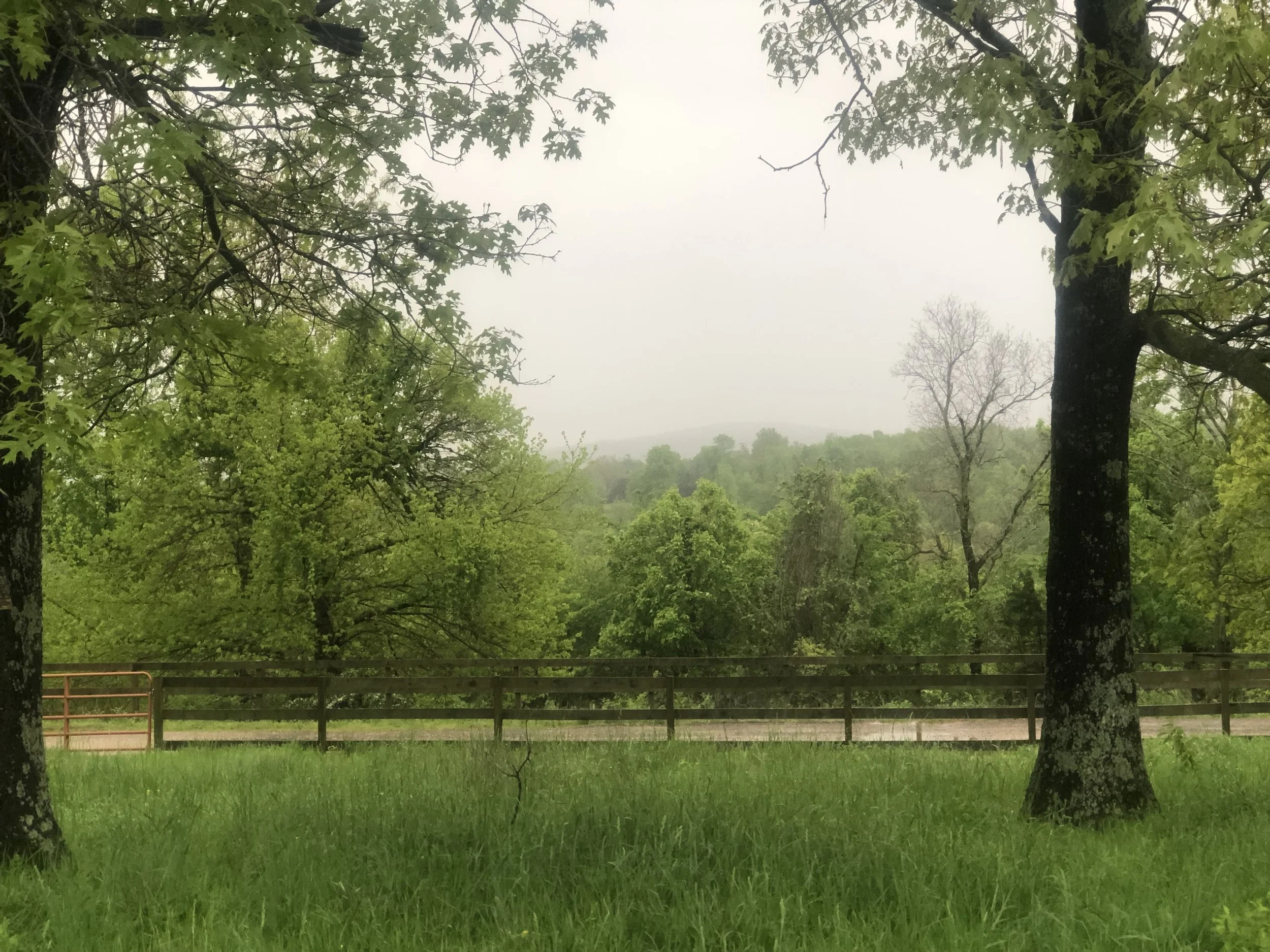 A foggy, green outdoor scene with trees and grass, a wooden fence, and hills in the distance.
