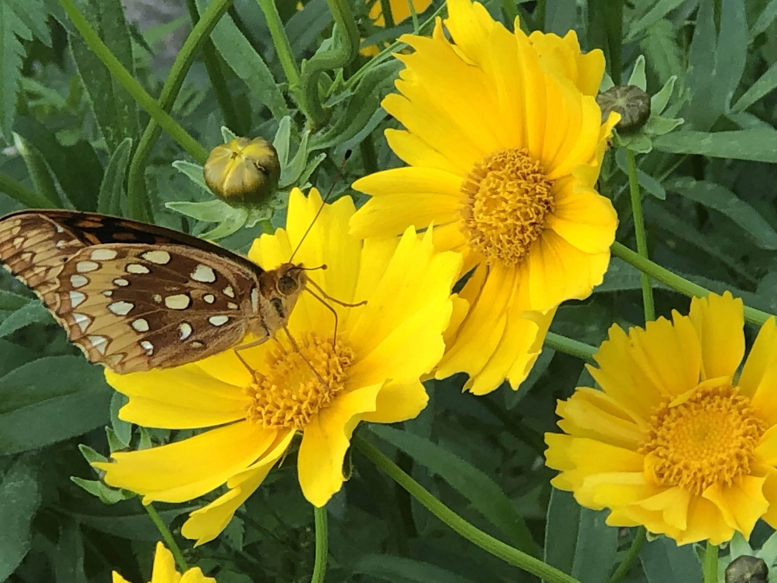 Pollinator Garden Design Workshop - May 17th