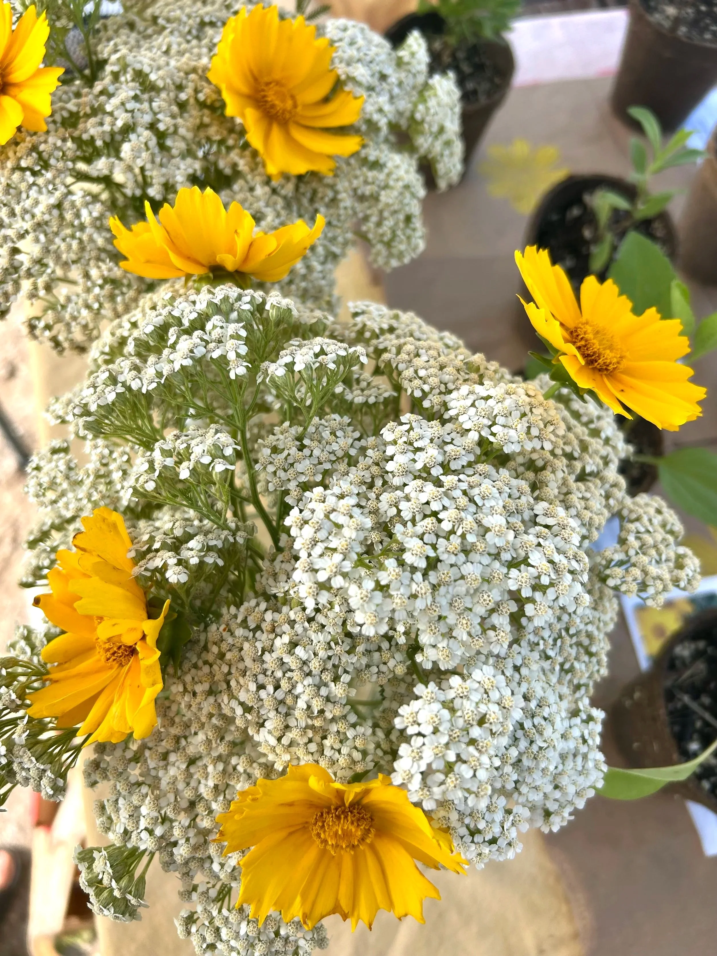 Sacred Hollow Farm Plant Sale: Day Two