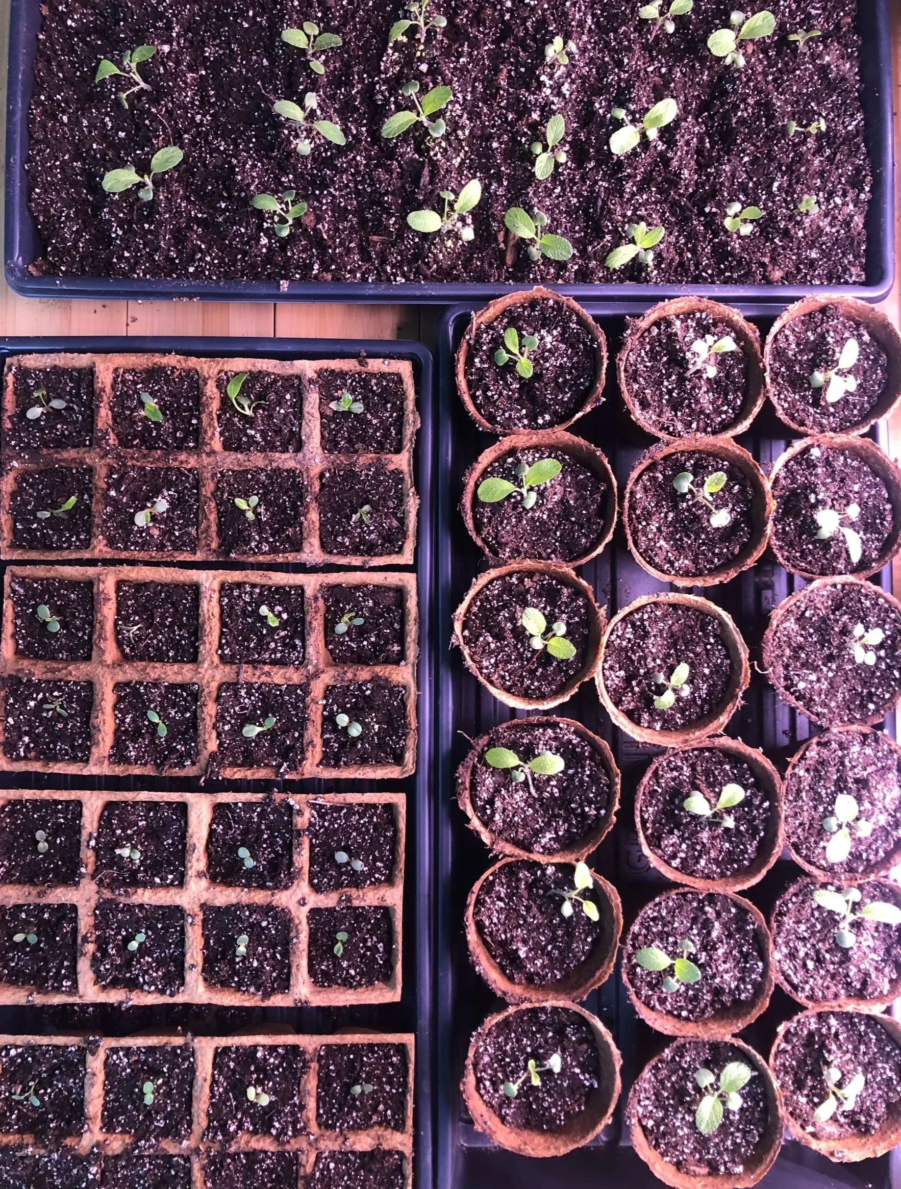 Tuesday Afternoons @ the Fayetteville Farmer’s Market