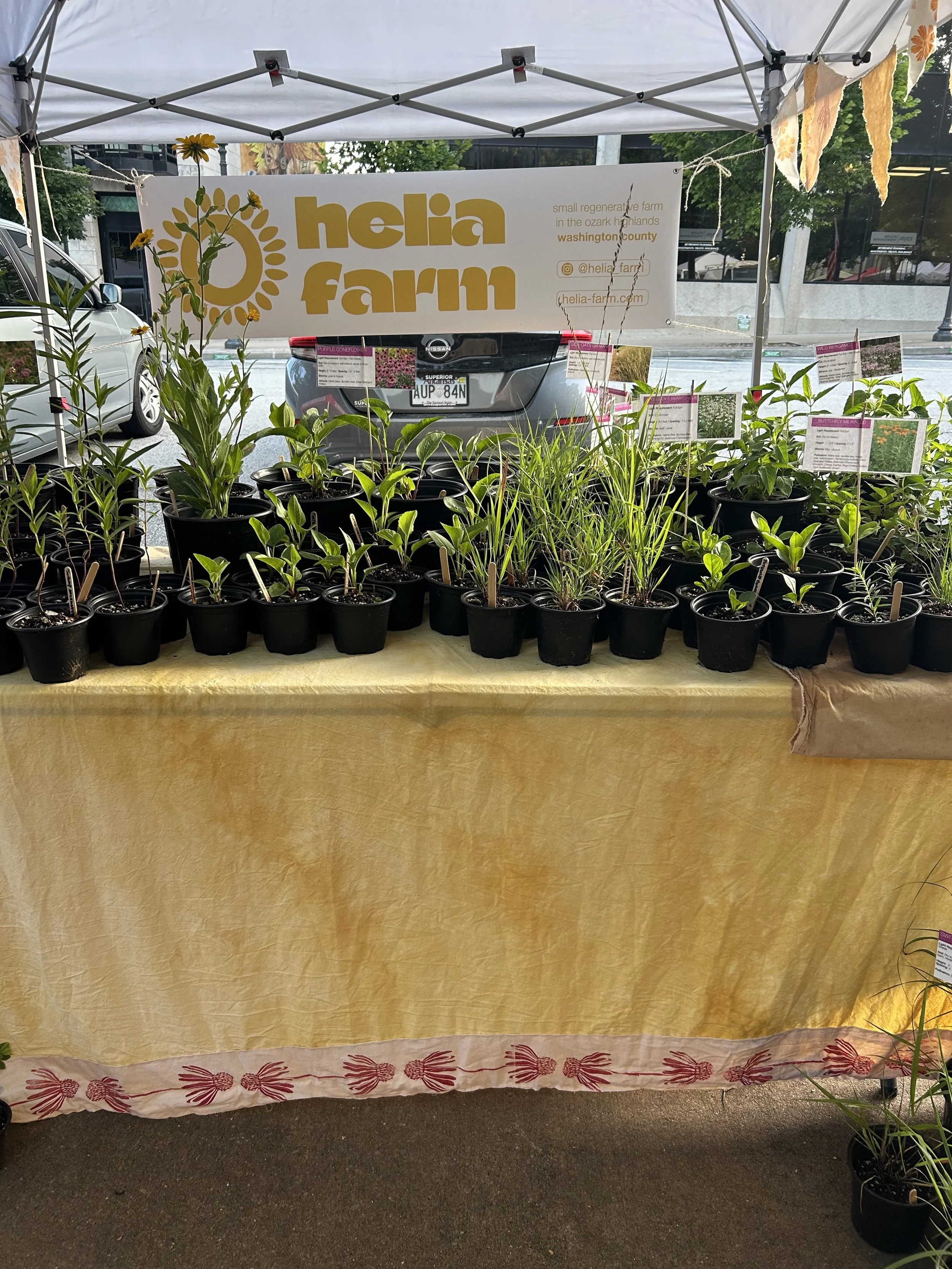 Fayetteville Farmer's Market - Thursday Morning 