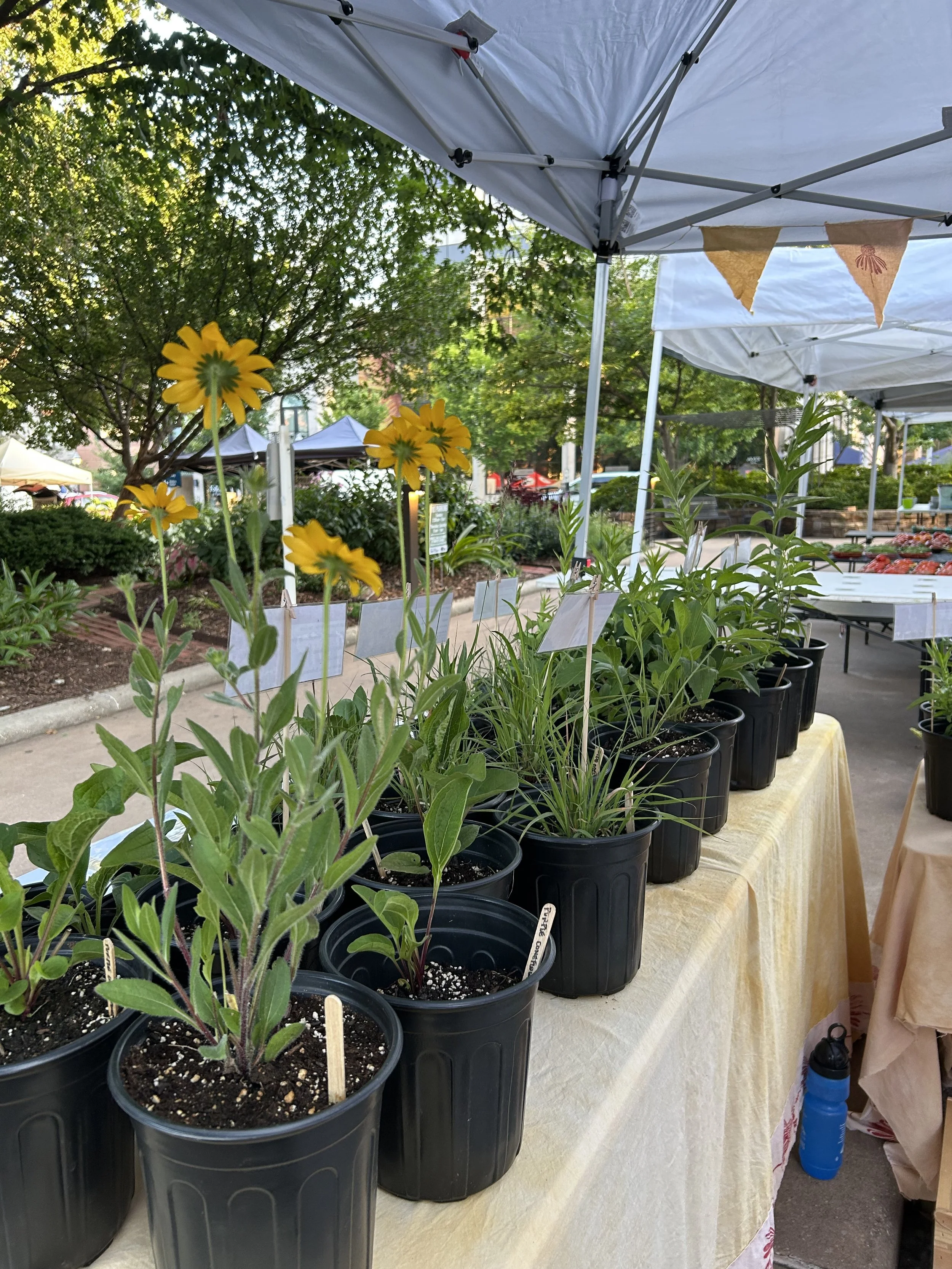 Fayetteville Farmer's Market - Saturday Morning