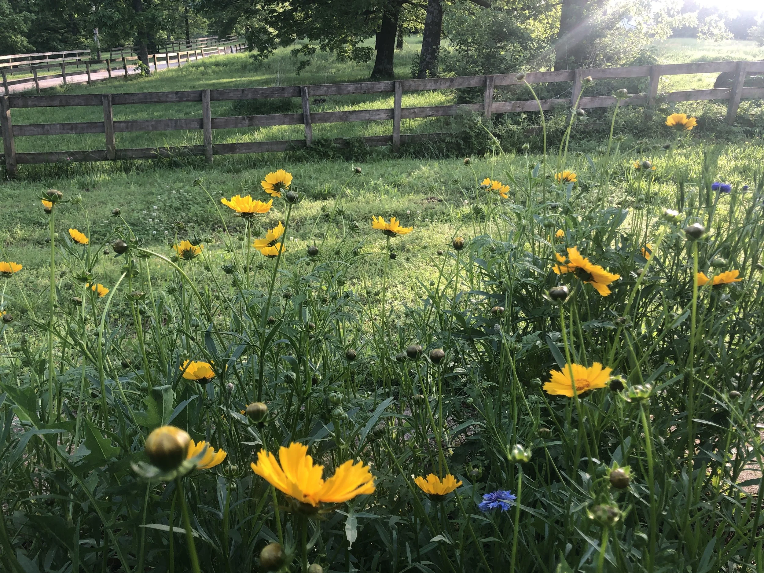 Yellow coreopsis flowers and growing in a lush green garden, with a wooden fence and trees in the background, sunlight filtering through the foliage.