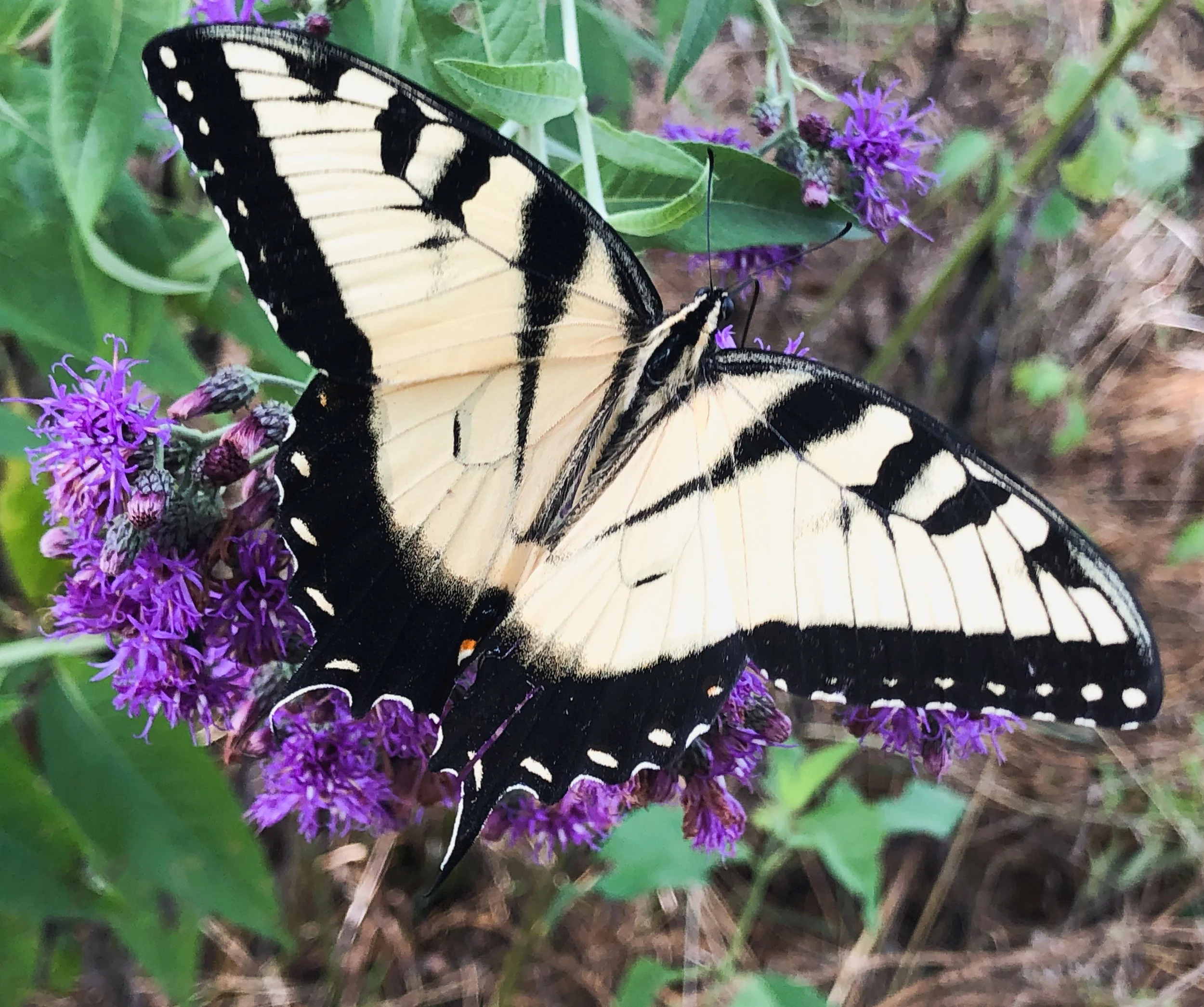 Pollinator Garden Design Workshop - June 14th 2026