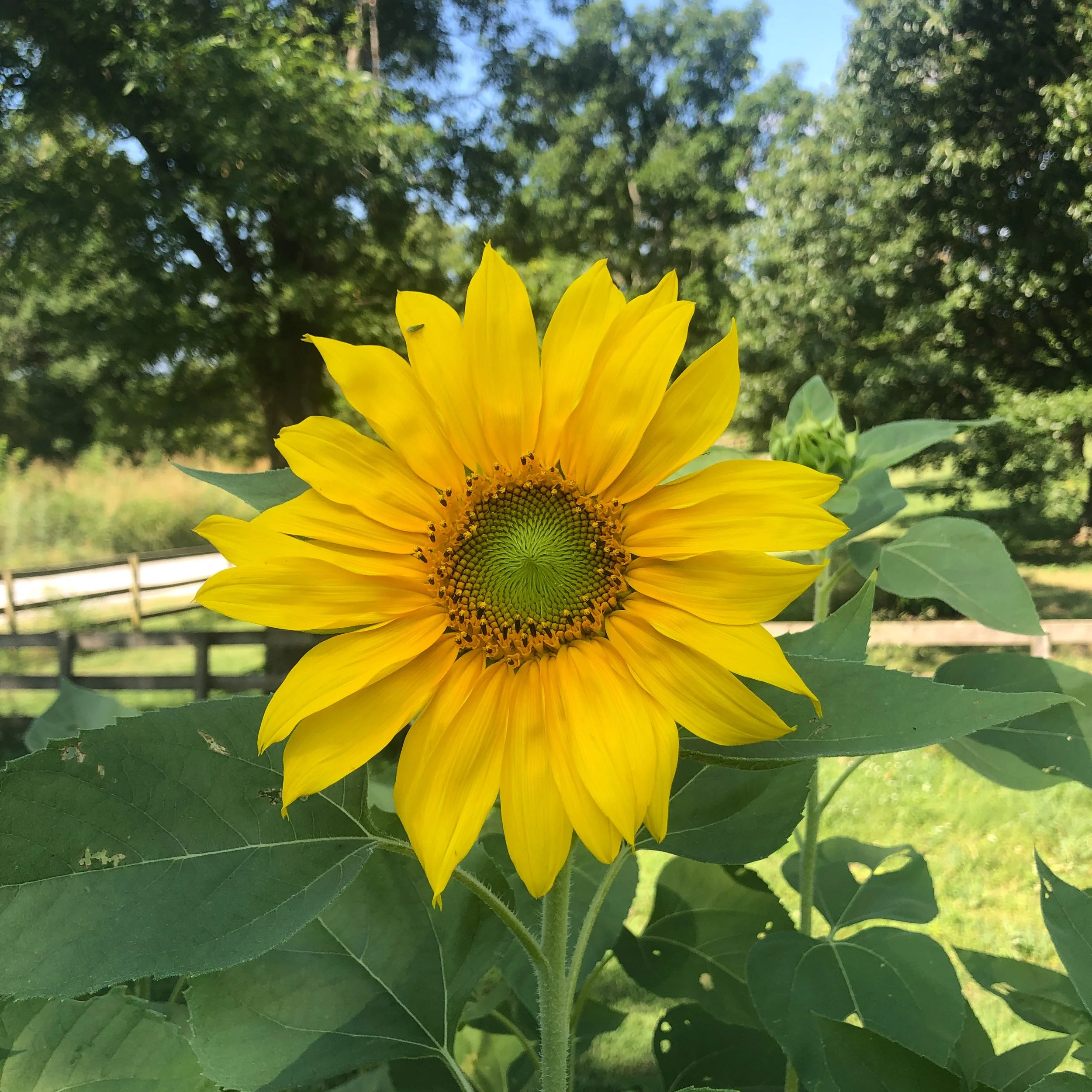 Close-up of a blooming sunflower with yellow petals and a green center, set against a background of trees and a wooden fence in a sunny outdoor setting.