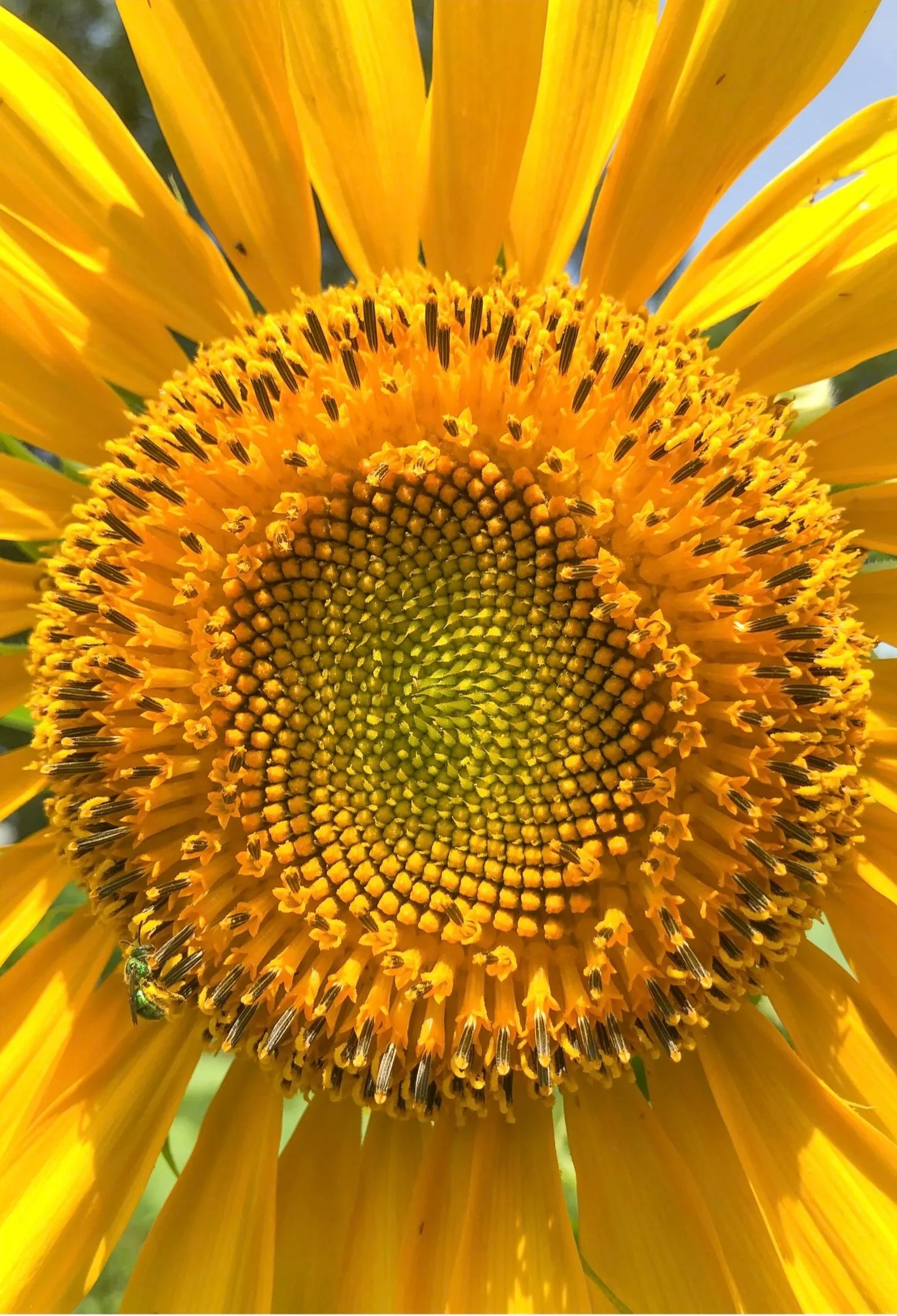 Close-up of a bright yellow sunflower with a bee on the lower petal.