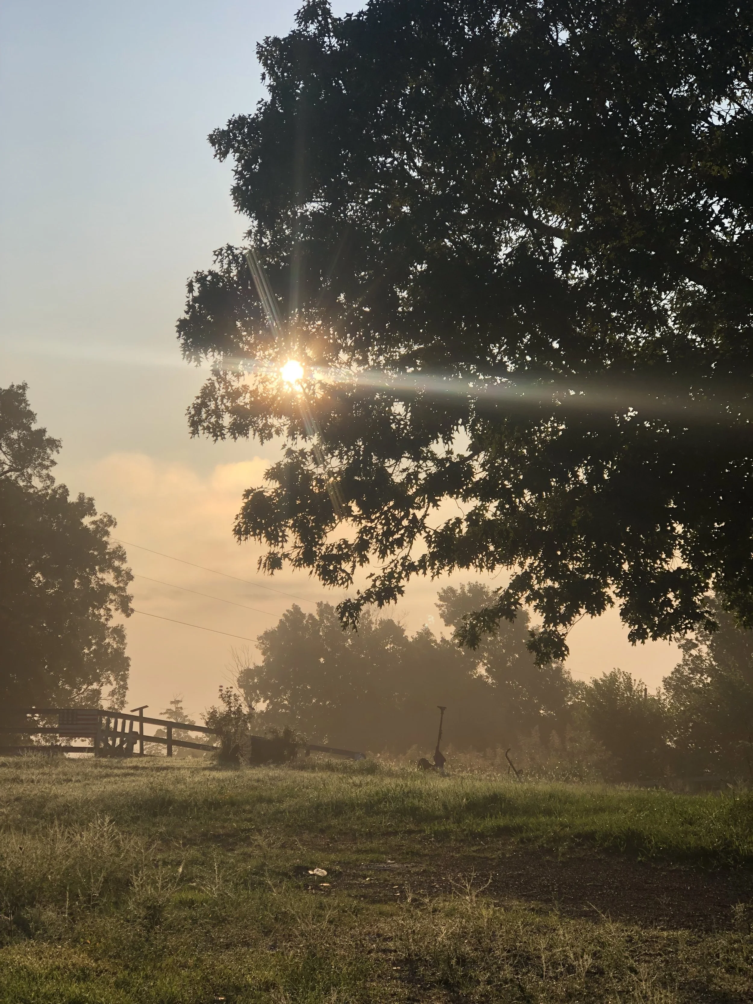 Sunlight shining through a large tree's branches over a grassy farm area with a few other trees, a fence, and farm tools in the distance.