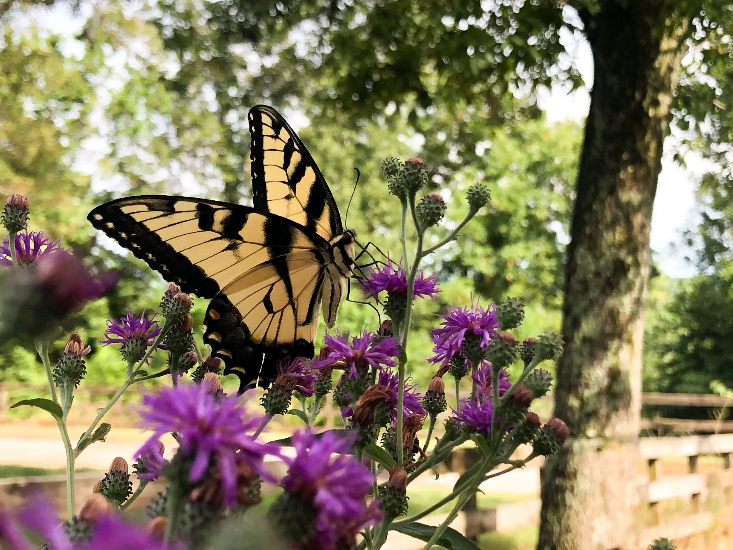 A yellow and black tiger swallowtail butterfly perched on purple ironweed native wildflowers in a green outdoor setting with trees and a wooden fence in the background.
