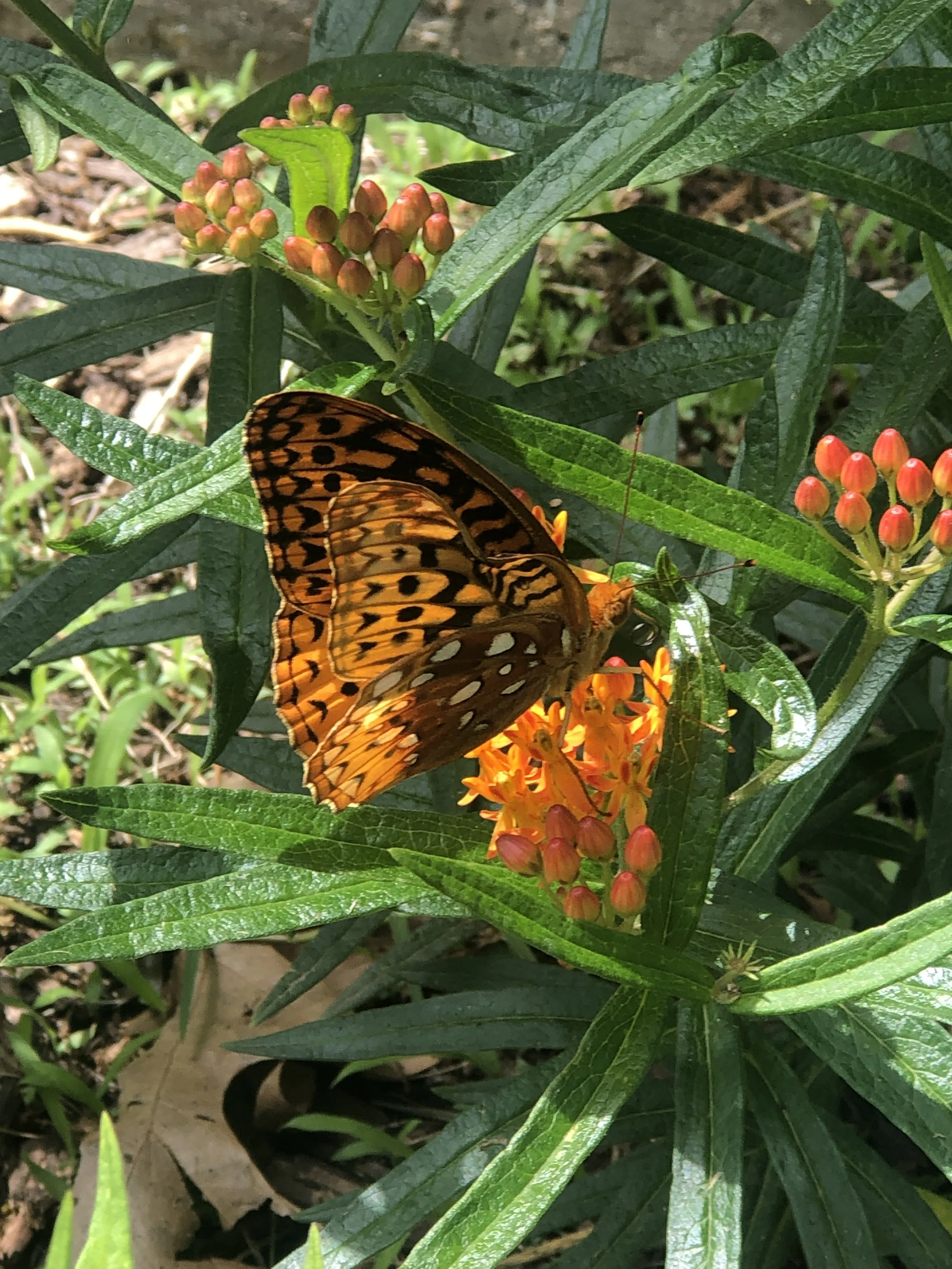 Pollinator Garden Design Workshop - July 12th 2026