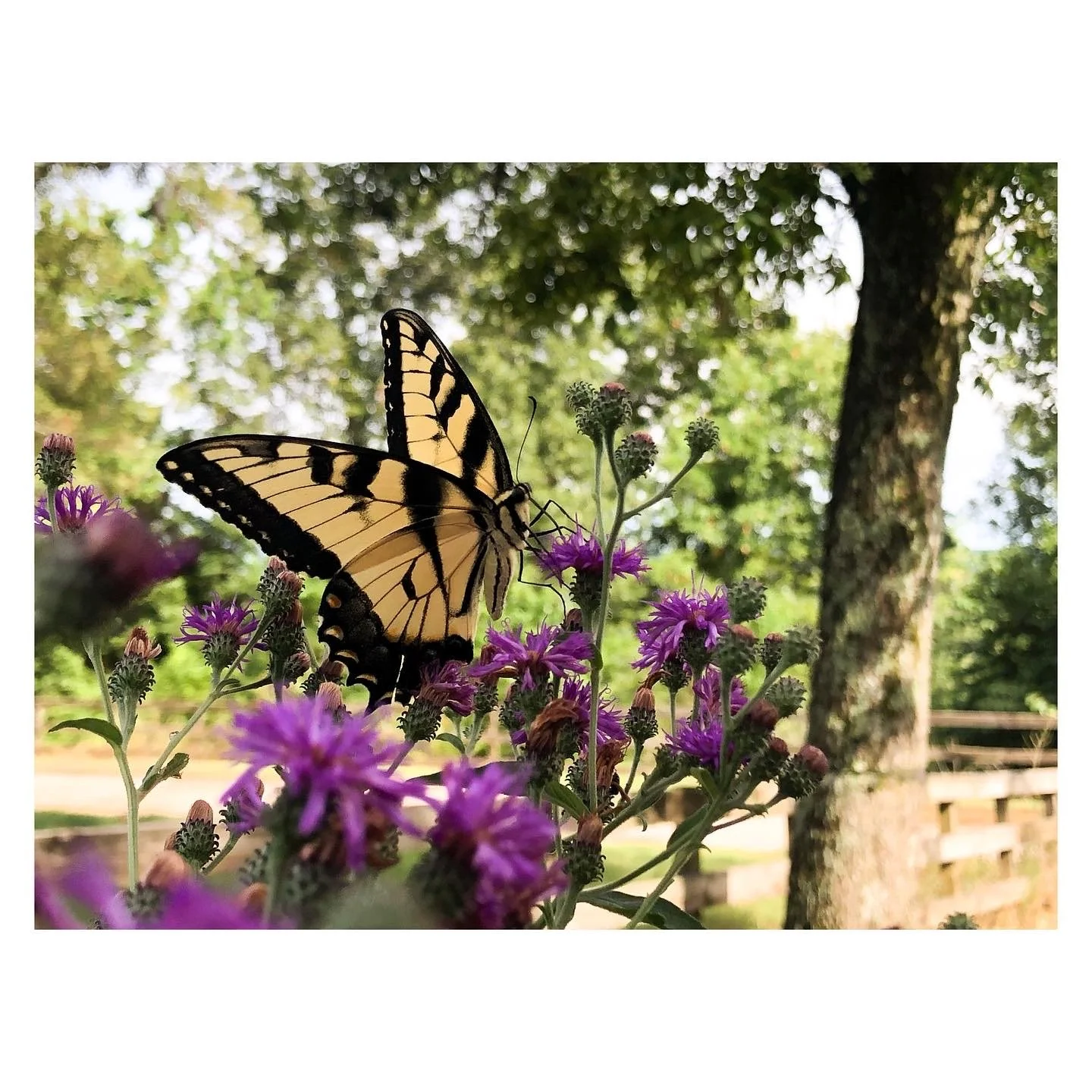 Pollinator Garden Design Workshop - June 14th 2026