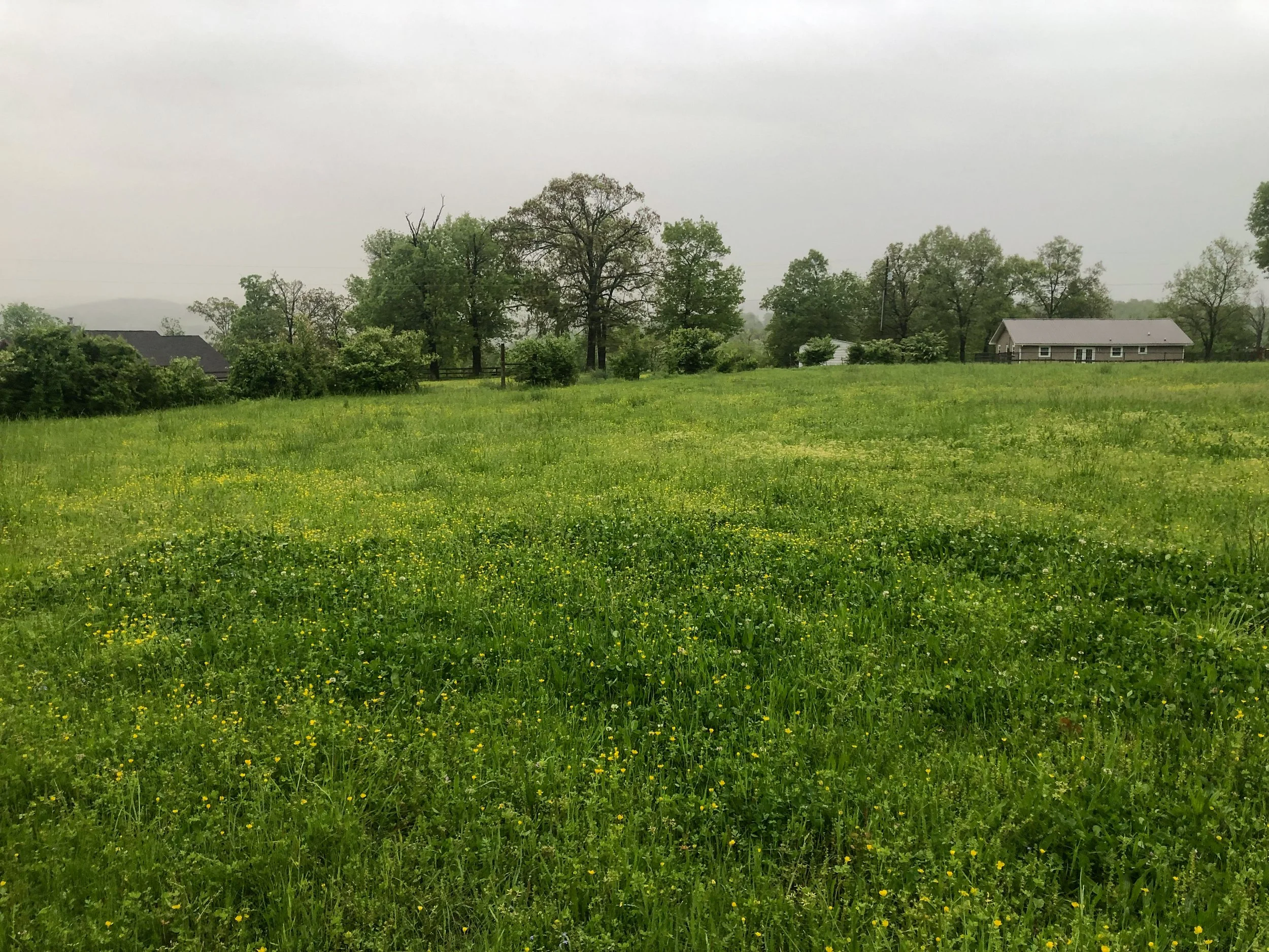 A grassy field with yellow flowers, trees in the background, and a house and other buildings in the distance on a cloudy, rainy day.