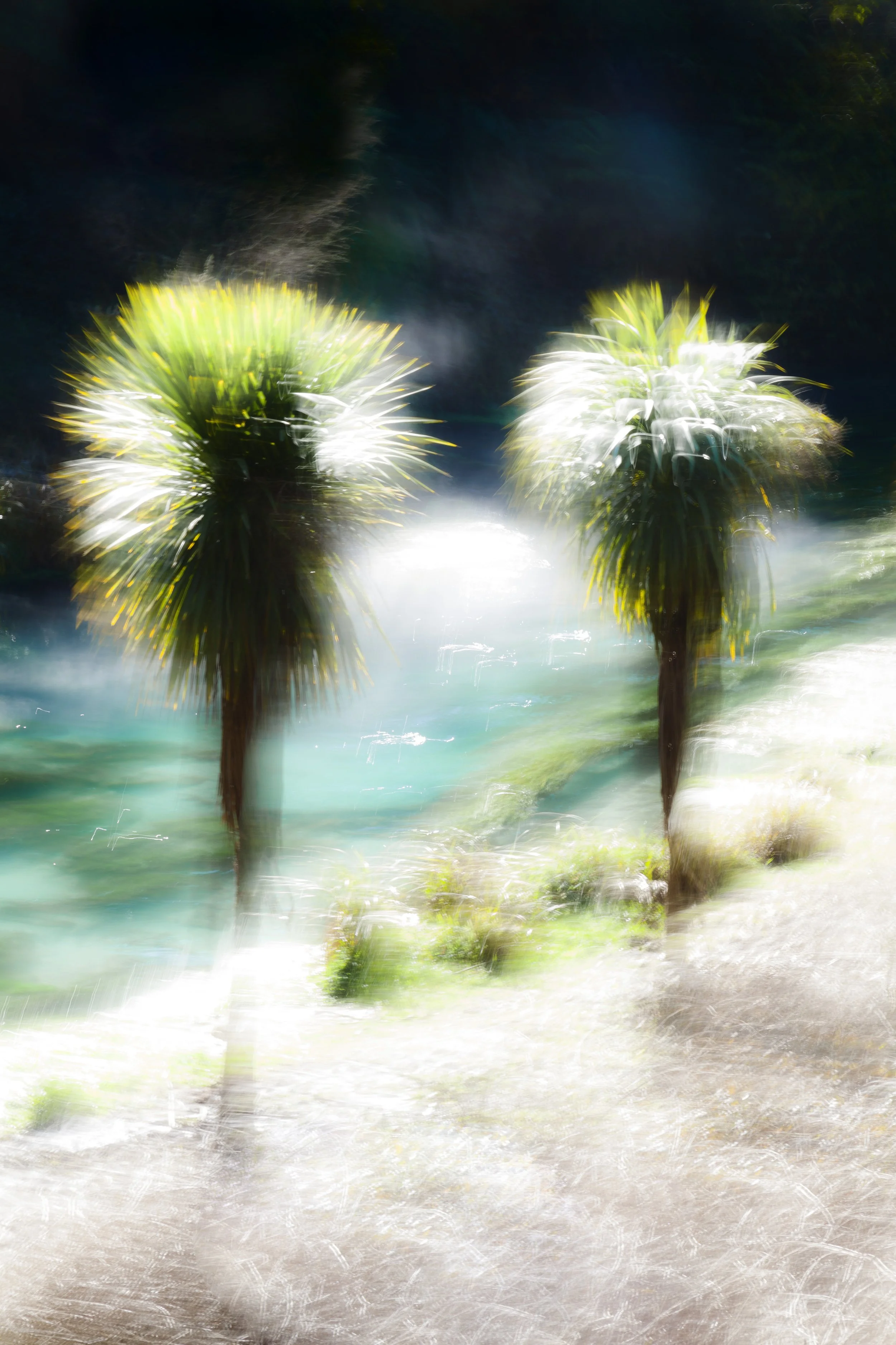 Cabbage Trees 1