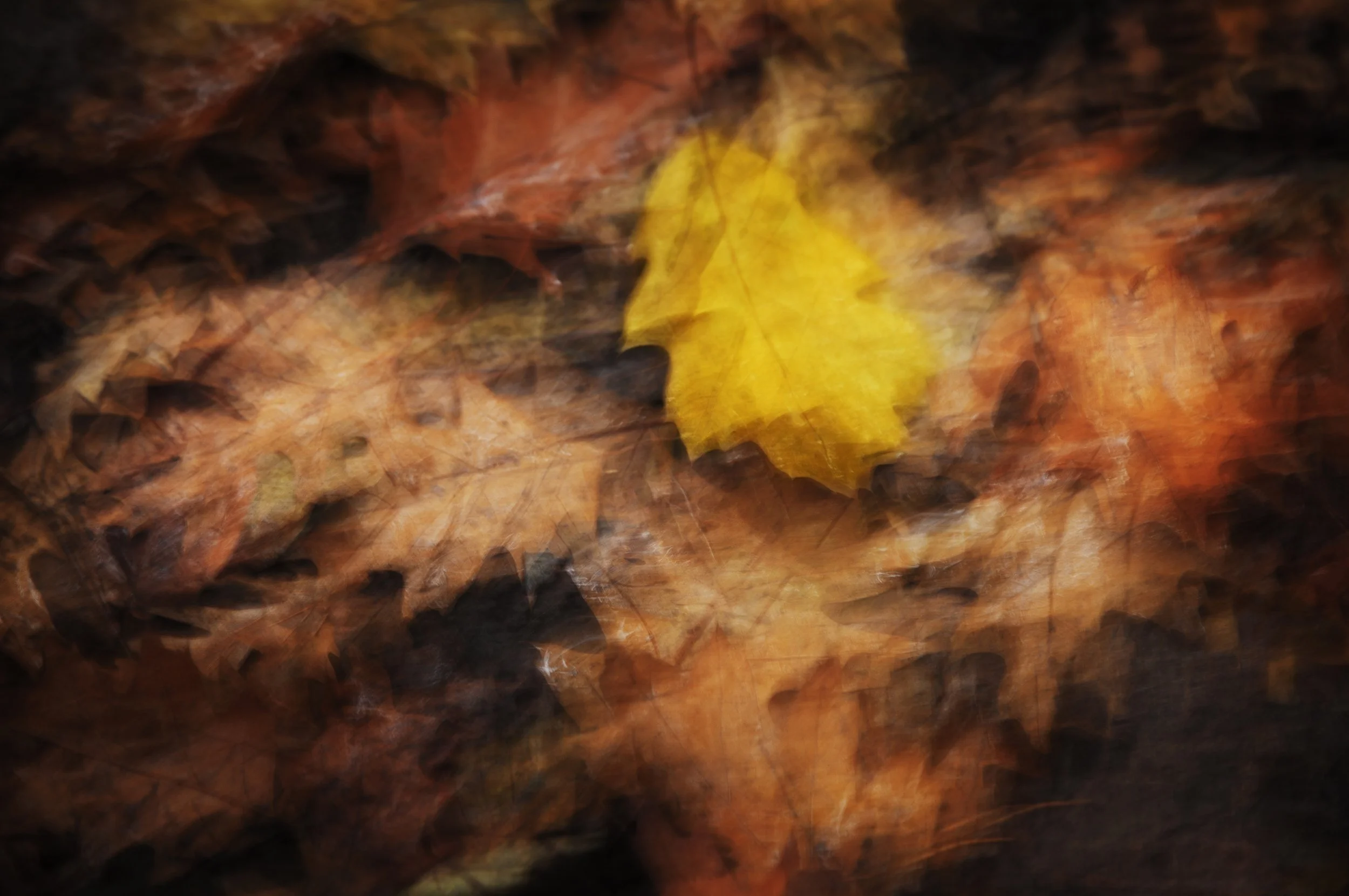 Autumn Leaves