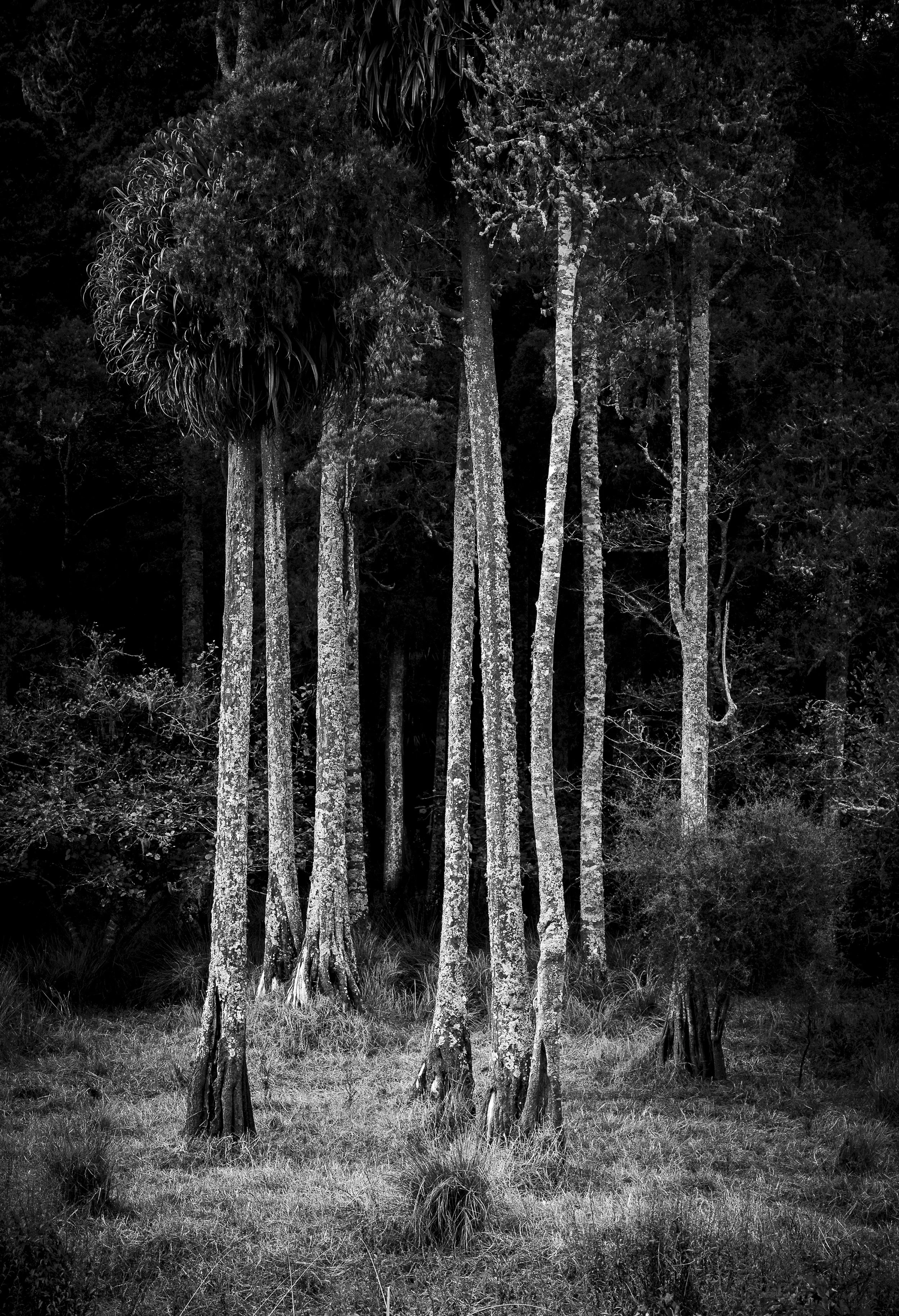 Kahikatea