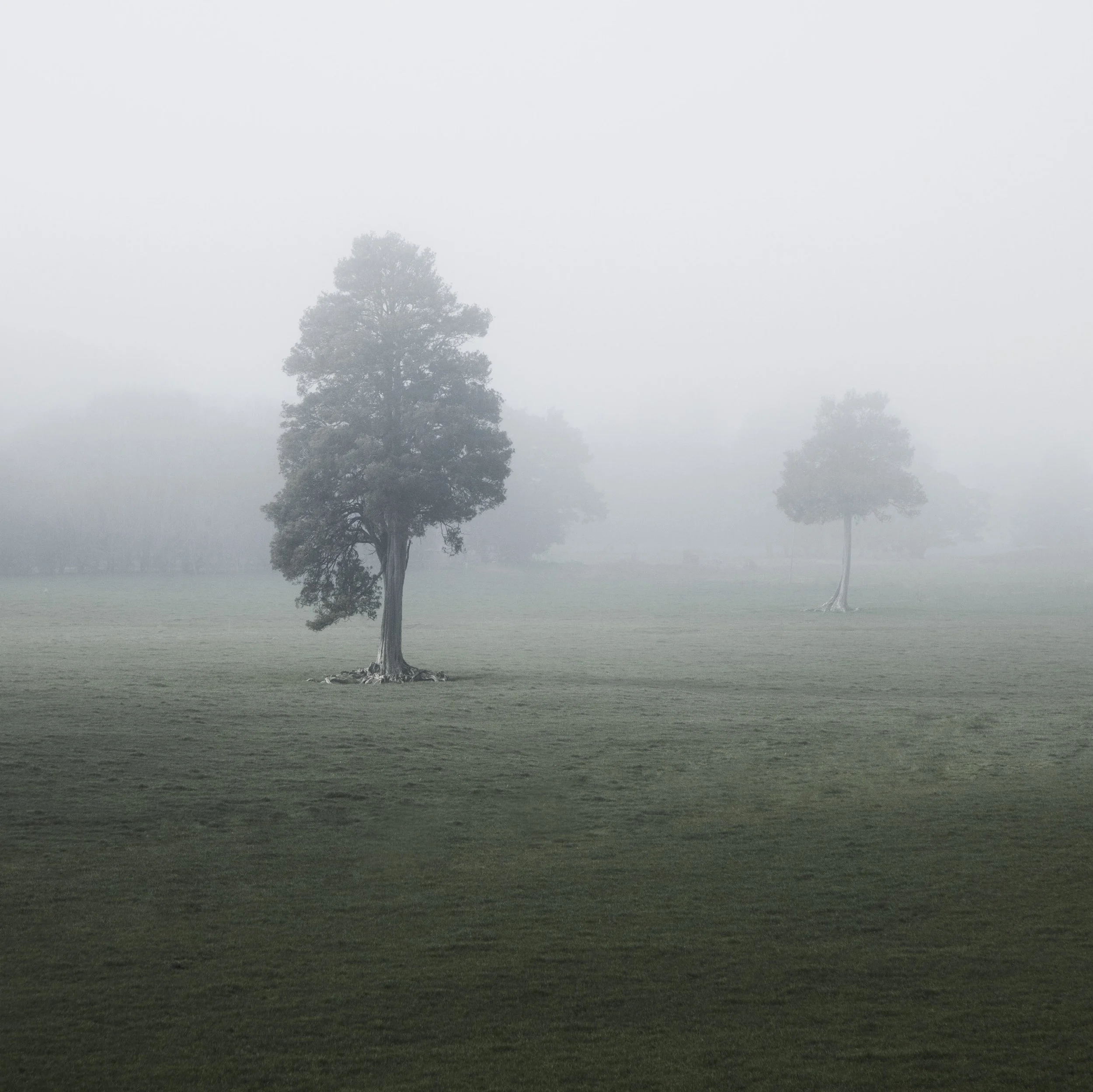 Mist - North Waikato