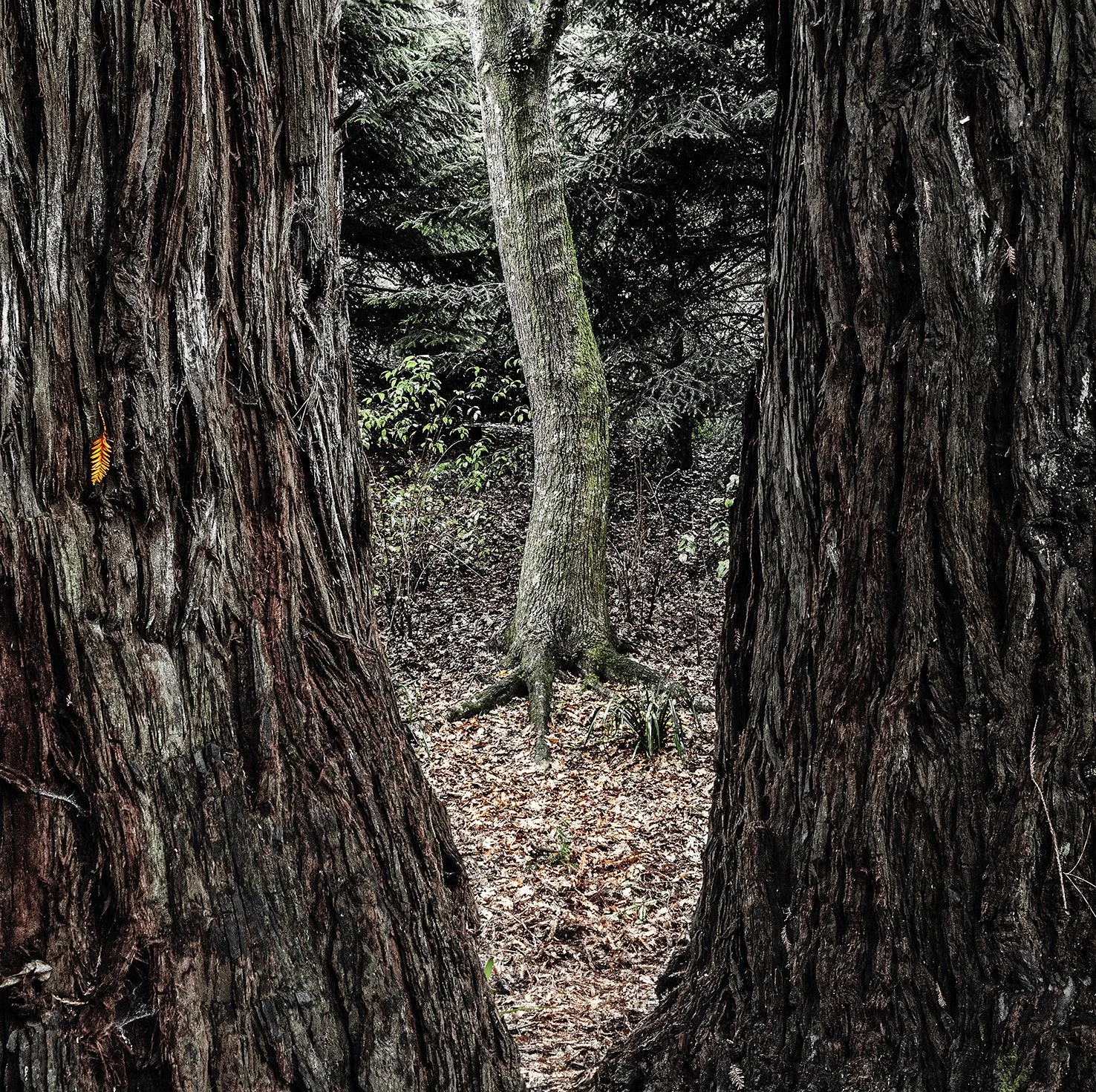 Three Trees, One Leaf