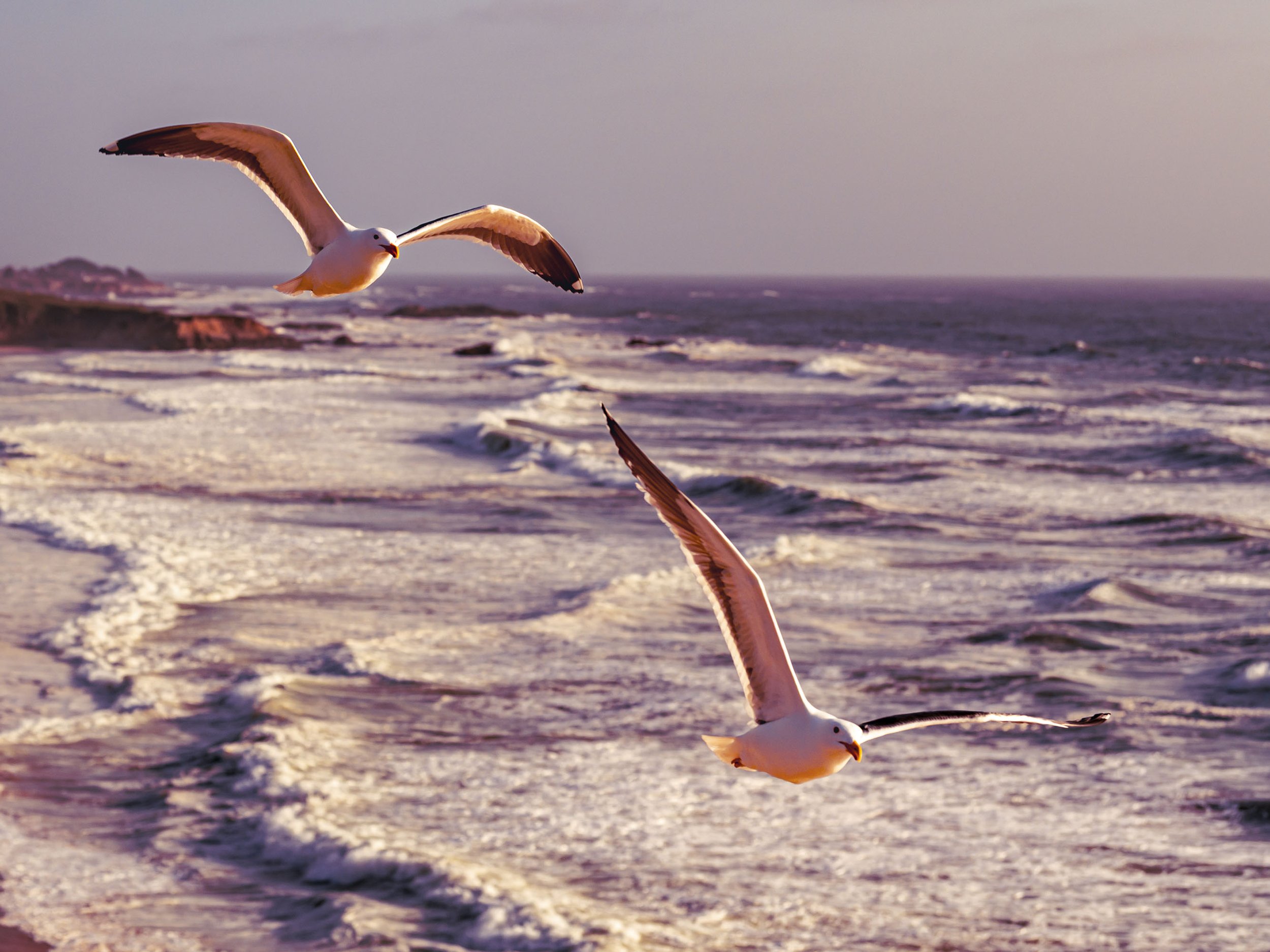 Two seagulls flying over the ocean during sunset with waves and cliffs in the background.