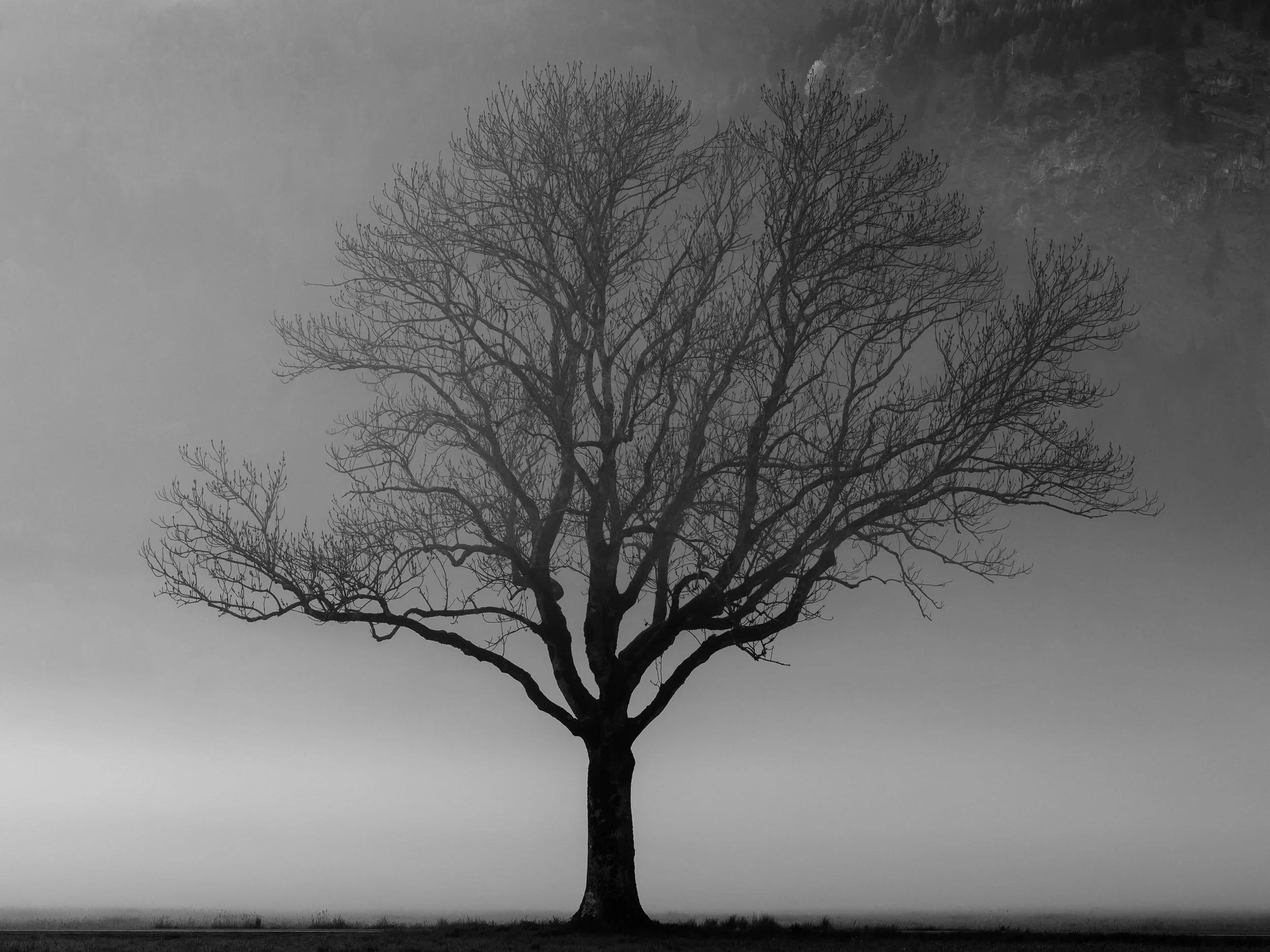 Tree in the Mist