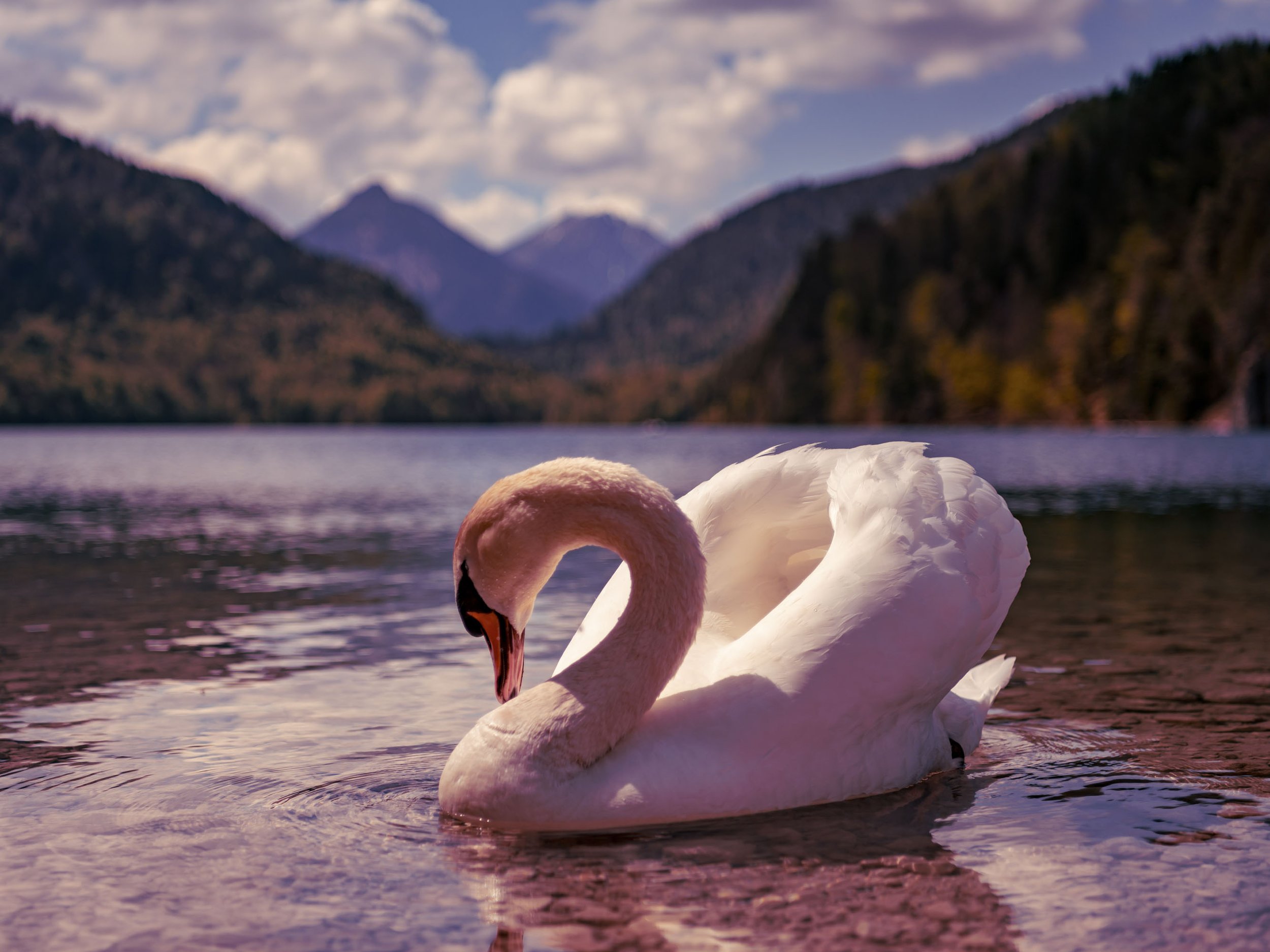 A graceful white swan floats on a calm lake, with mountains and a partly cloudy sky in the background.