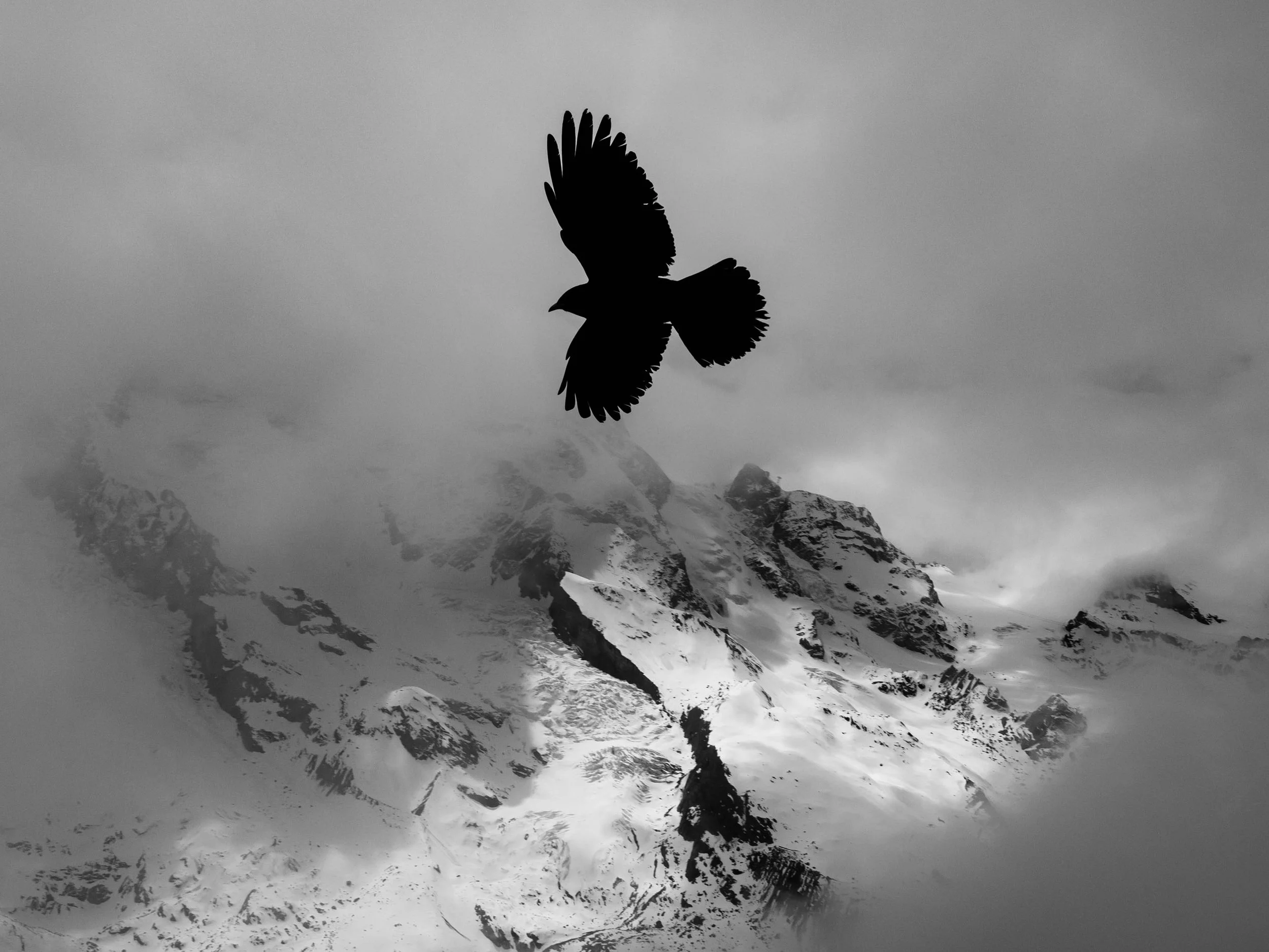 Alpine Chough