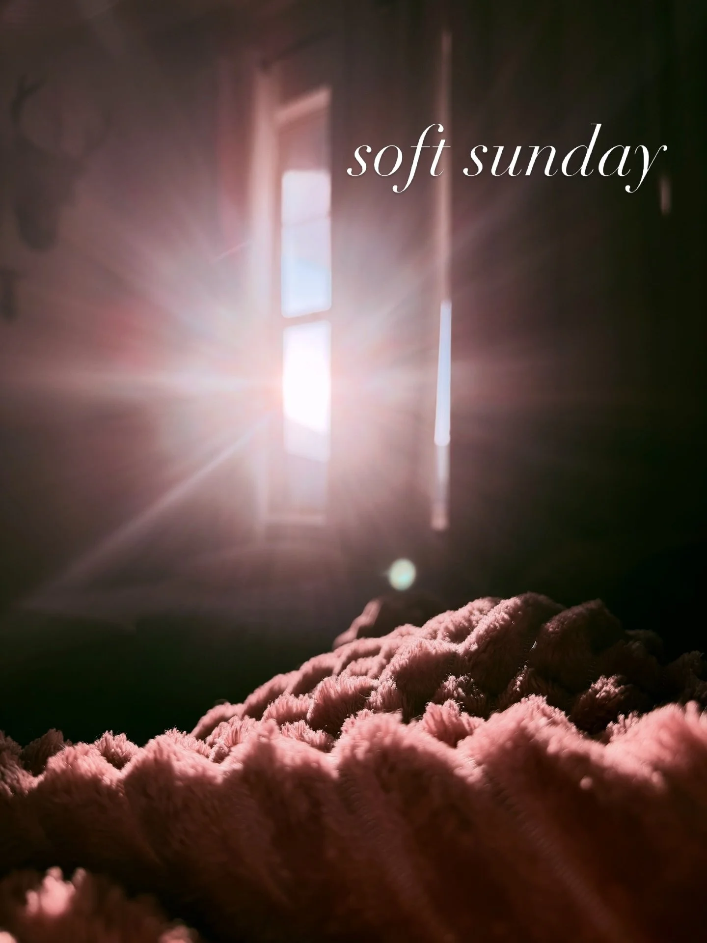 soft sunday. 🧘&zwj;♀️😮&zwj;💨

made sourdough. binged a show.
admired the garden beginning to bloom.
laughed at a reel until I cried.
cried for real over two birds existing together.

10/10 day. would recommend.