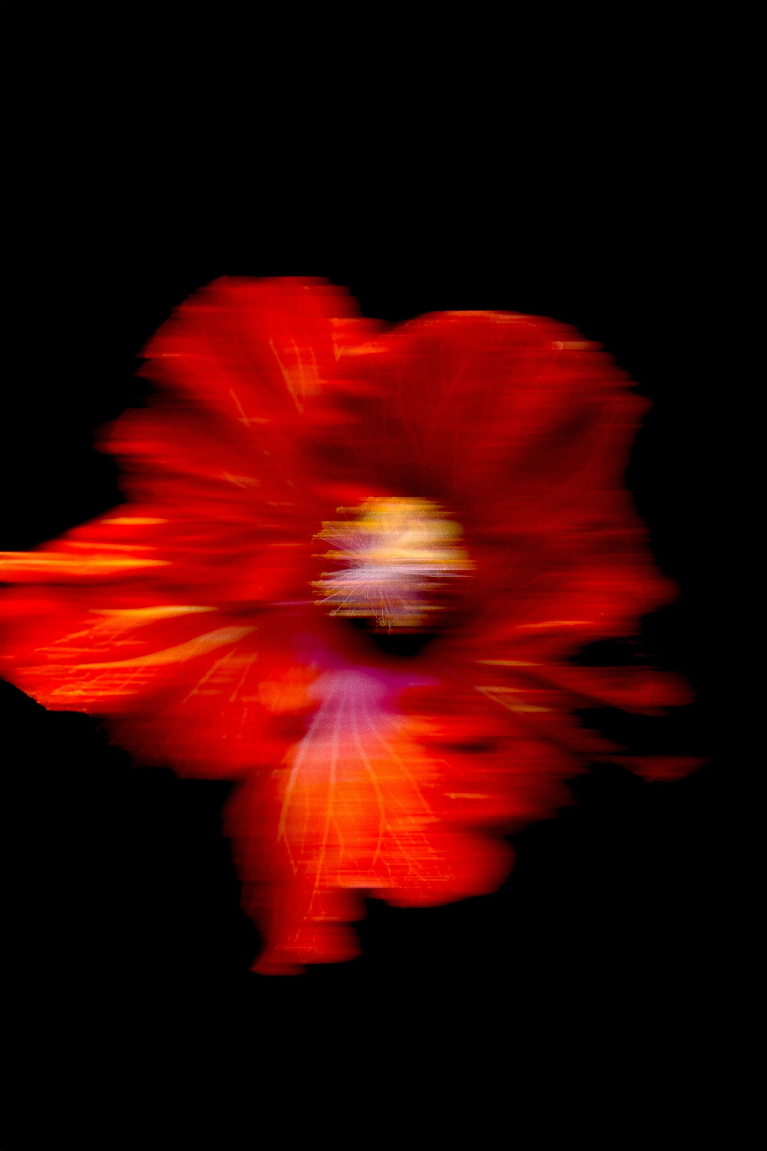Hibiscus by Anna Hooij.jpg