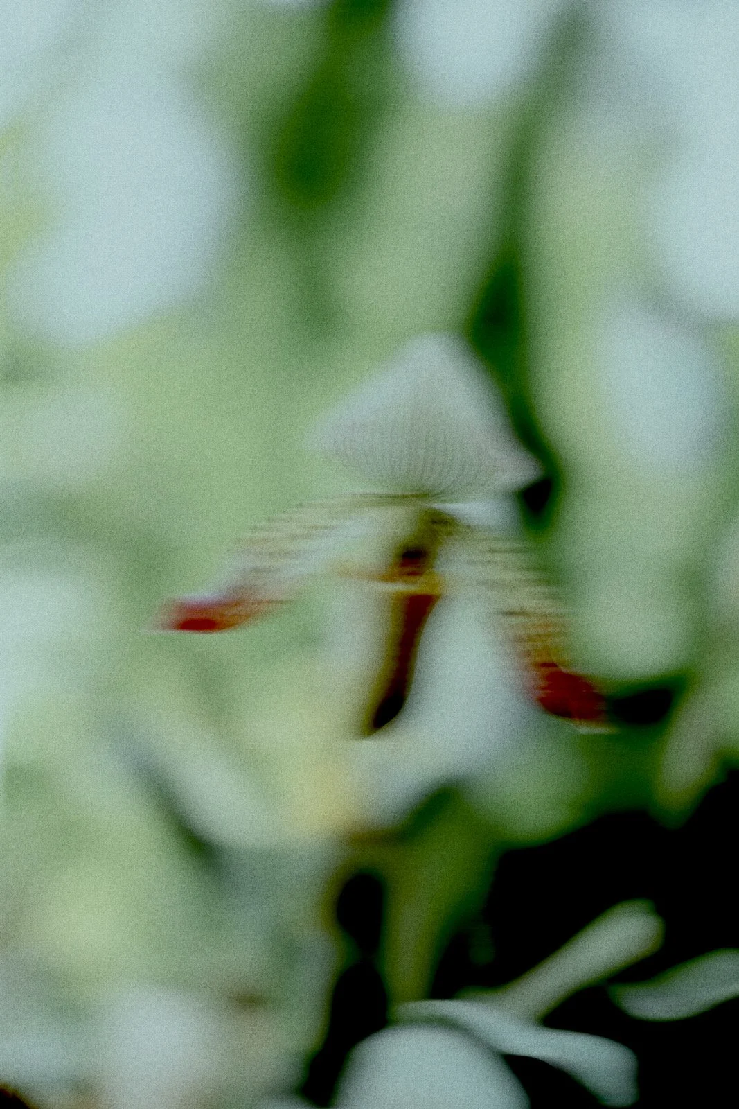 Orchid by Anna Hooij.JPG